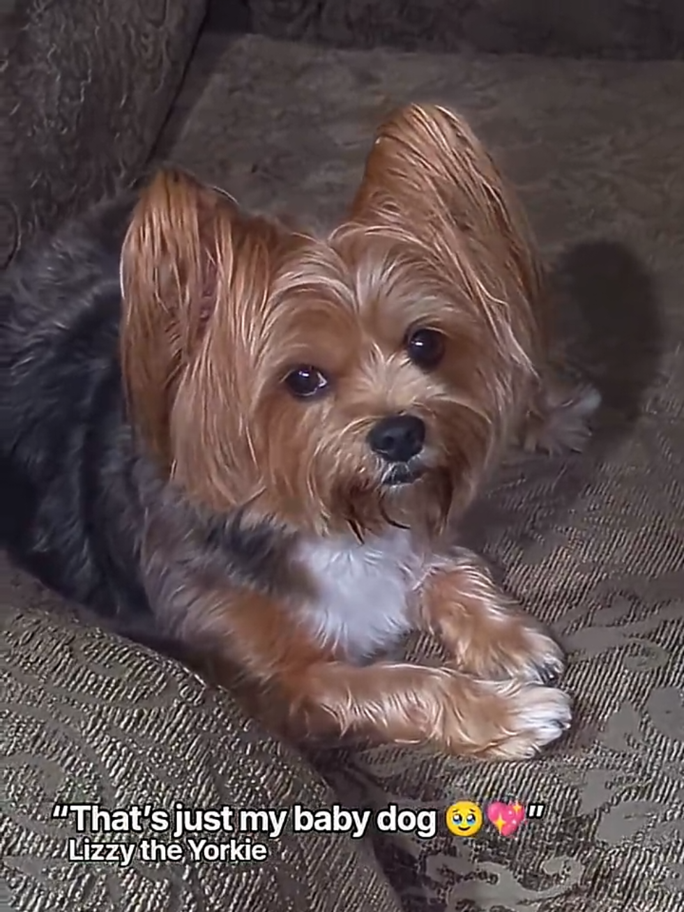 @Lizzytheyorkie