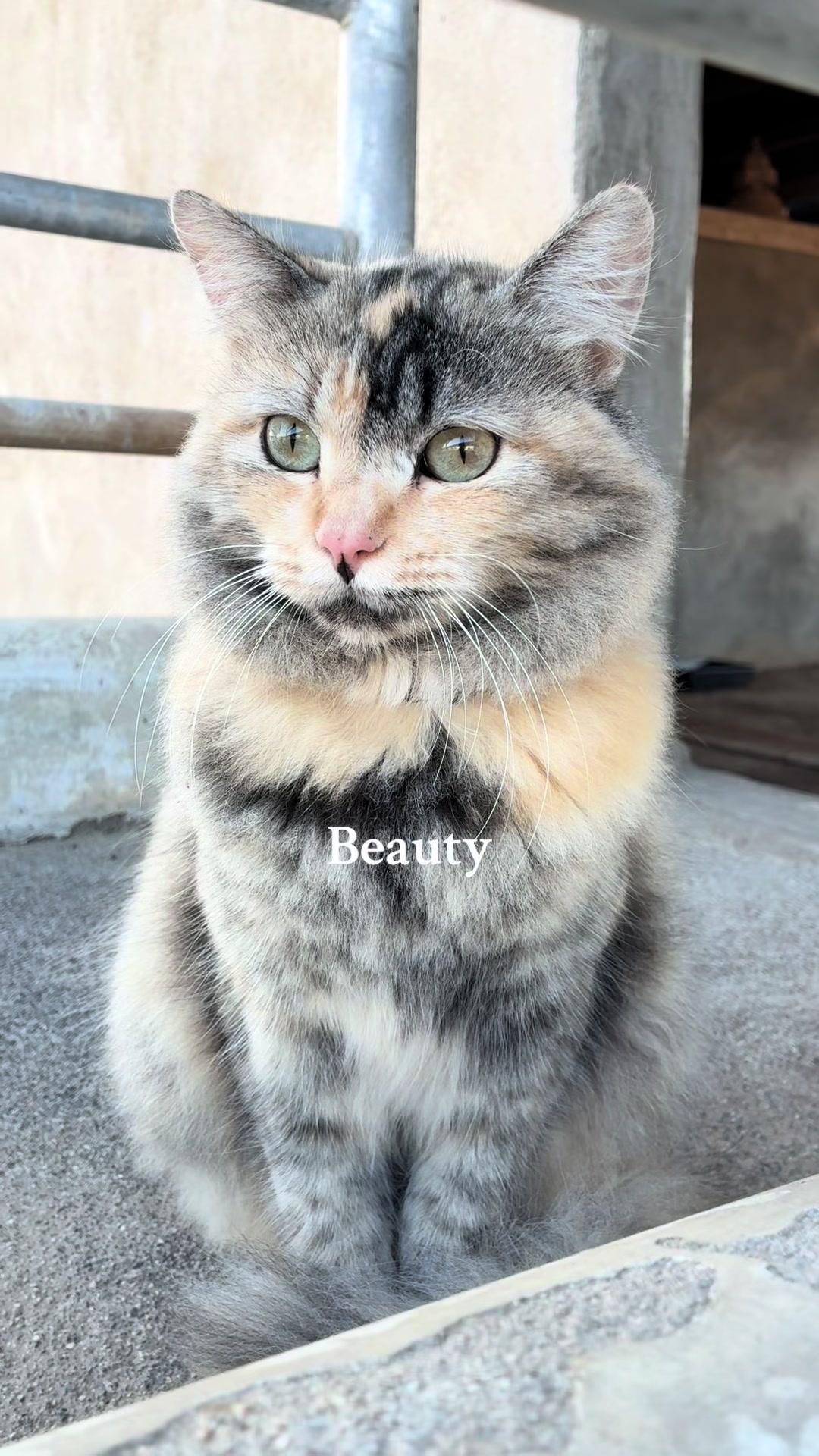 @Amri Gatitos