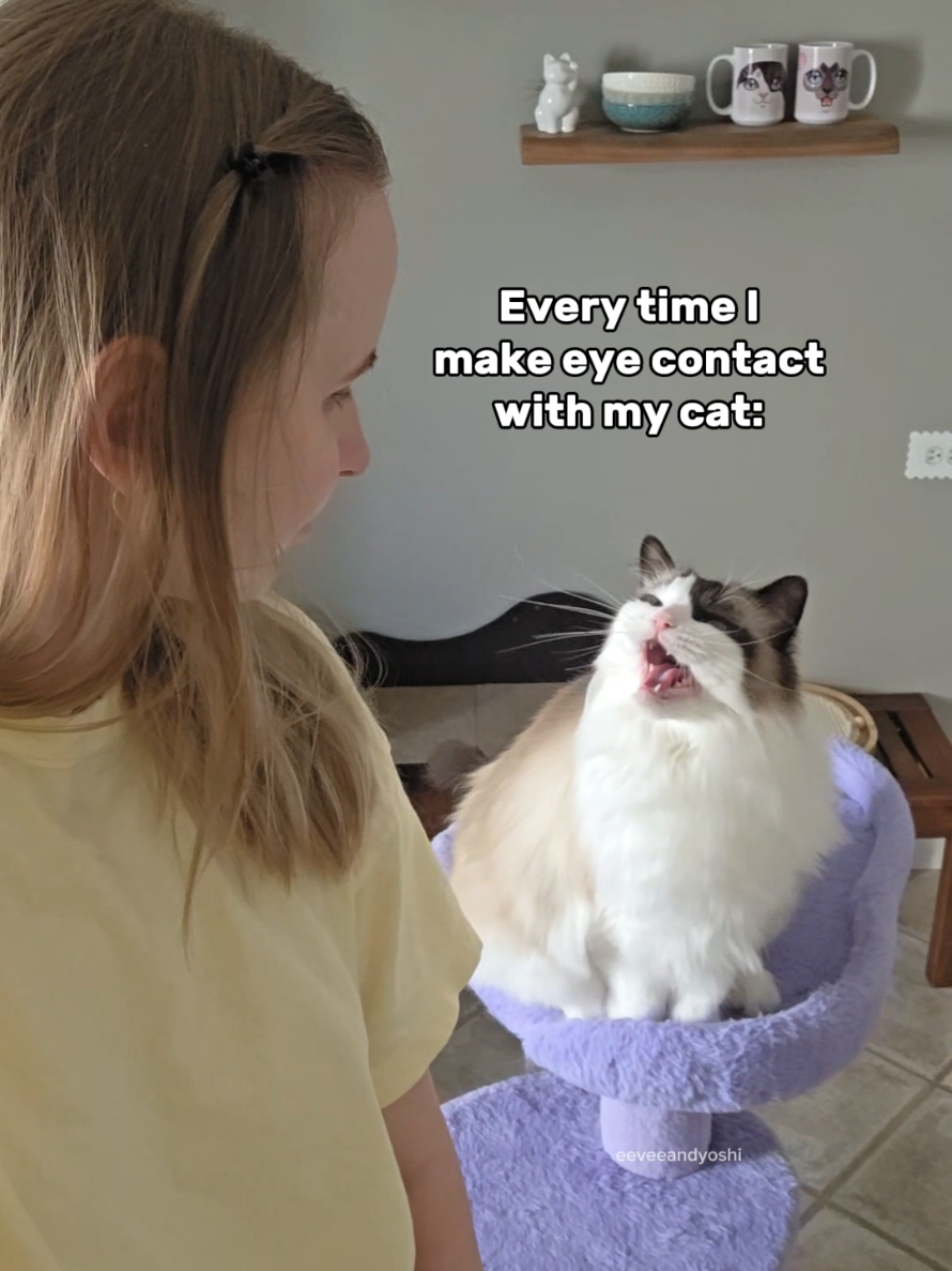 @Eevee, Yoshi & Waffles