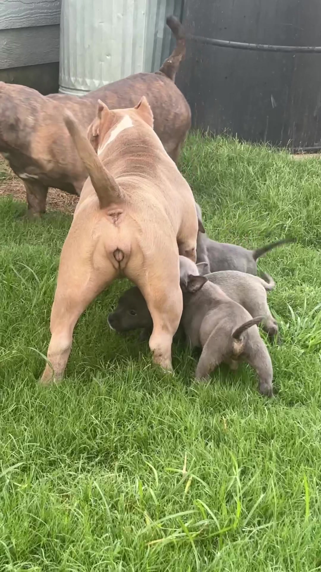 @Carters BullyHub