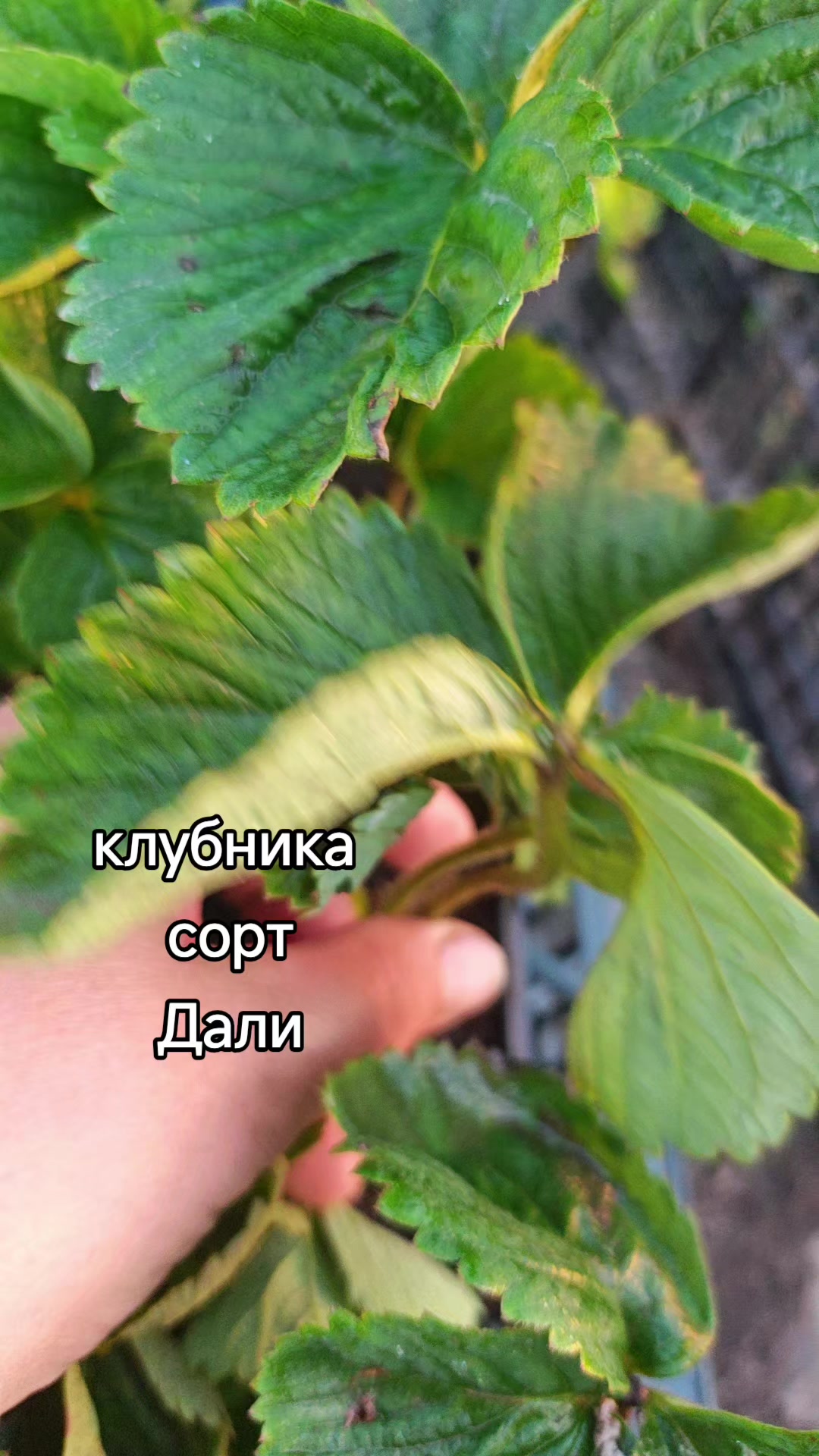 @Картофель Могилёв
