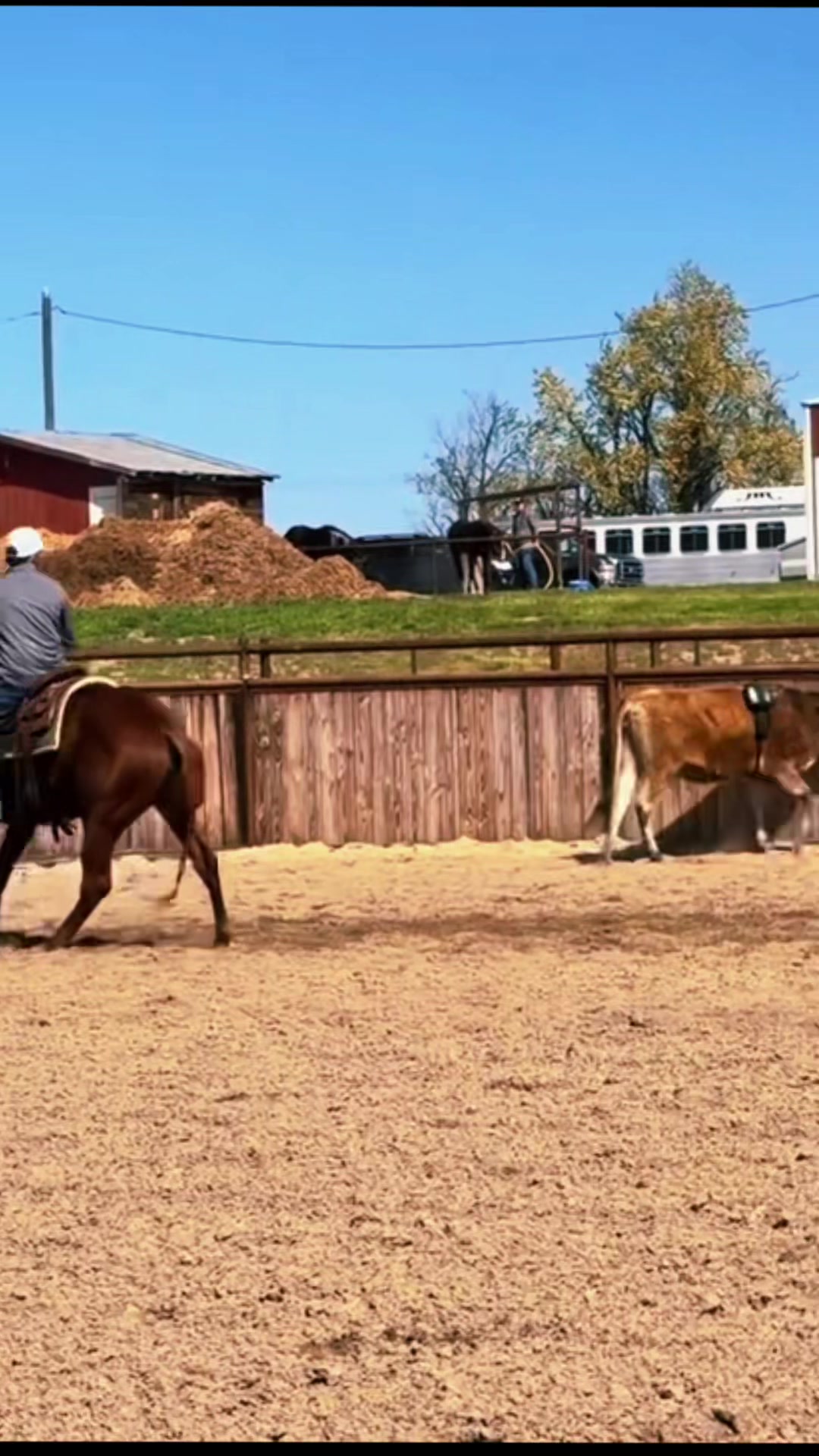 @Big Sky Horse Sales