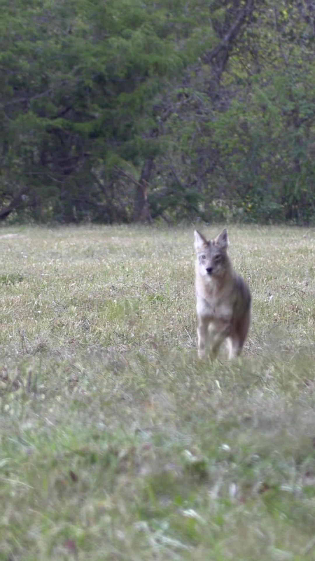 @FOXPRO Game Calls