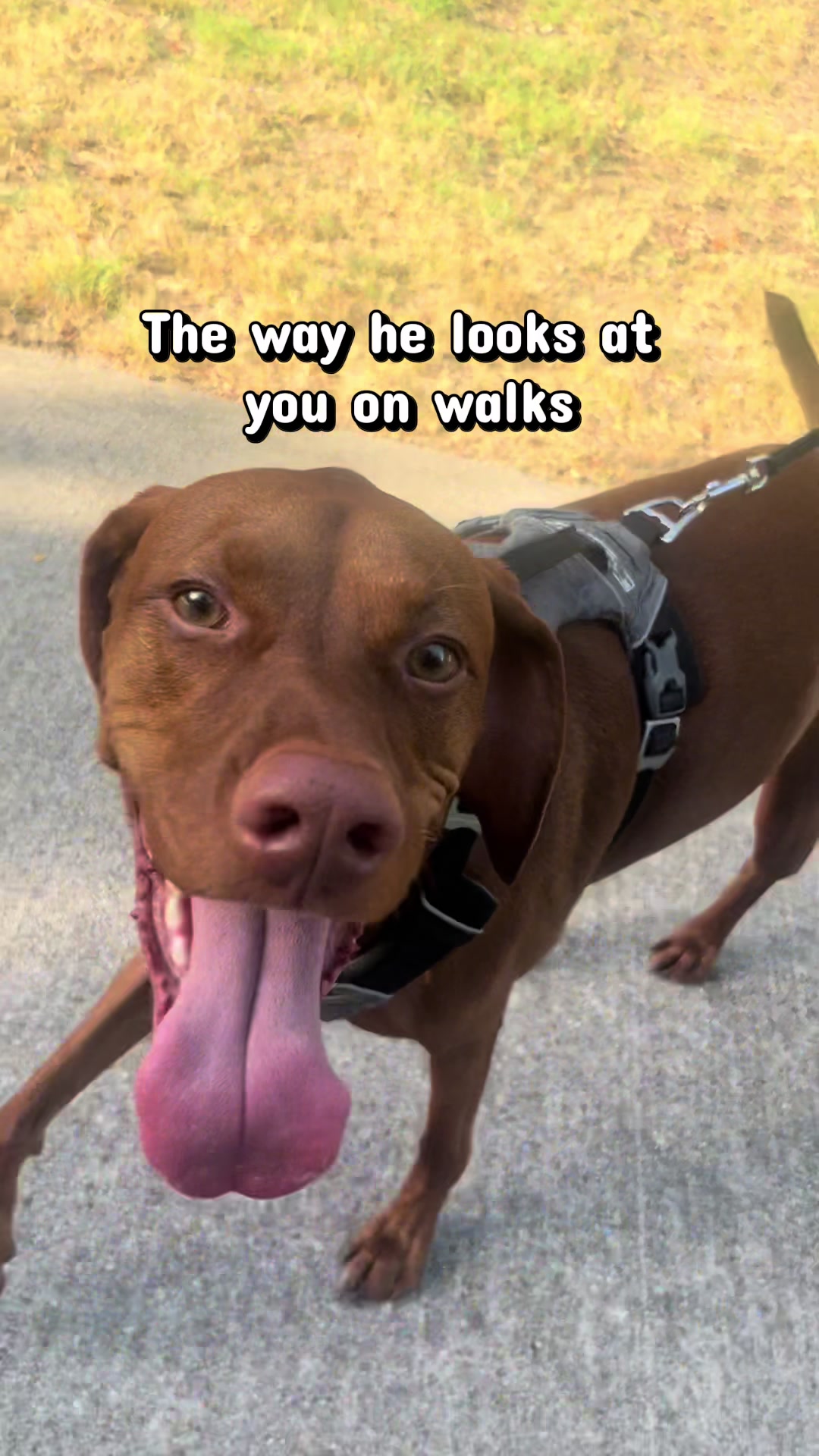 @waylonthevizsla