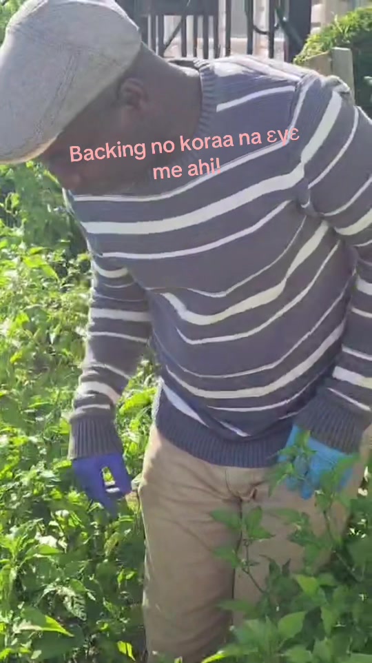 @Alincobaby