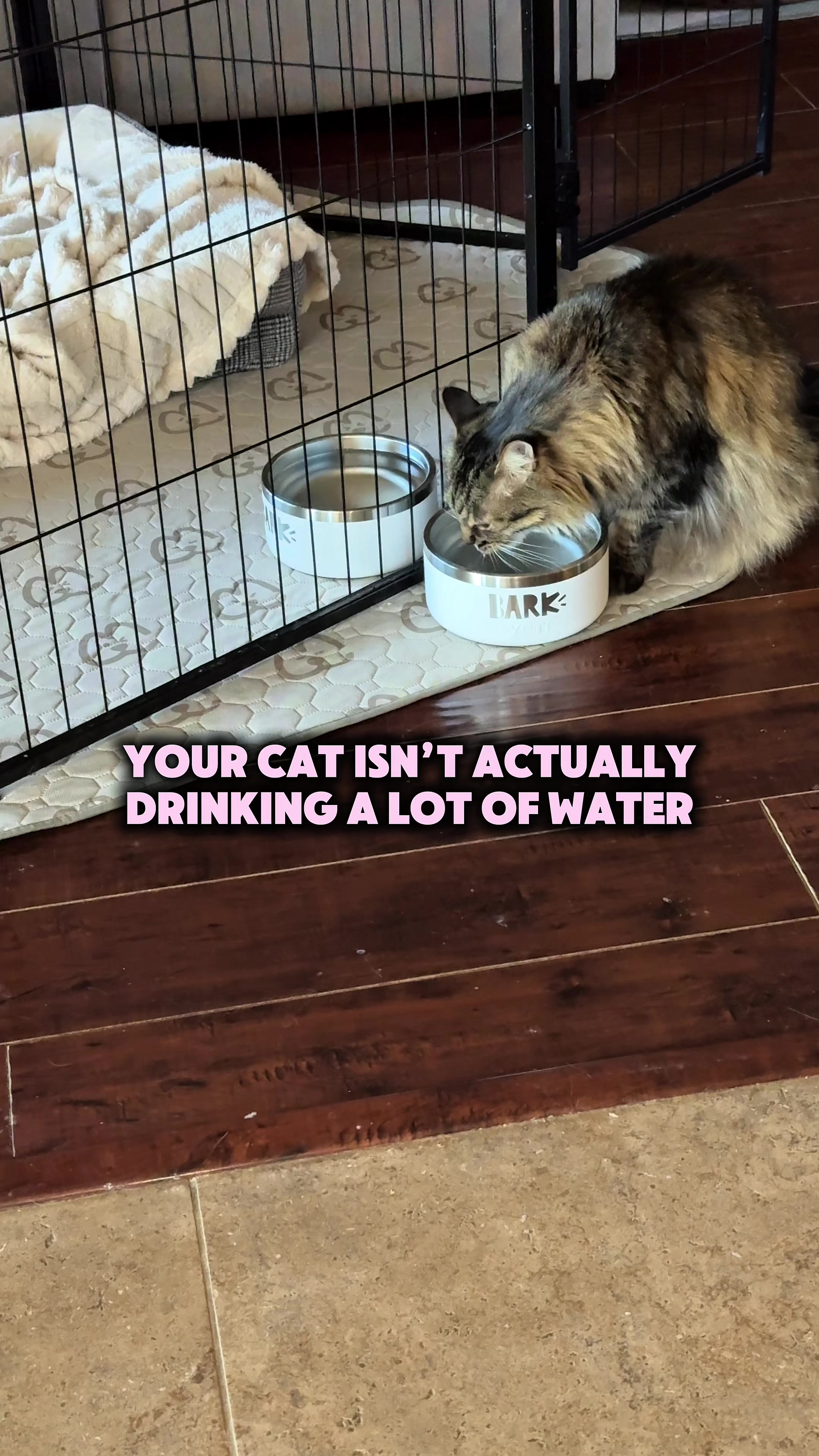 @Feminist Kitty | Cat Nutrition