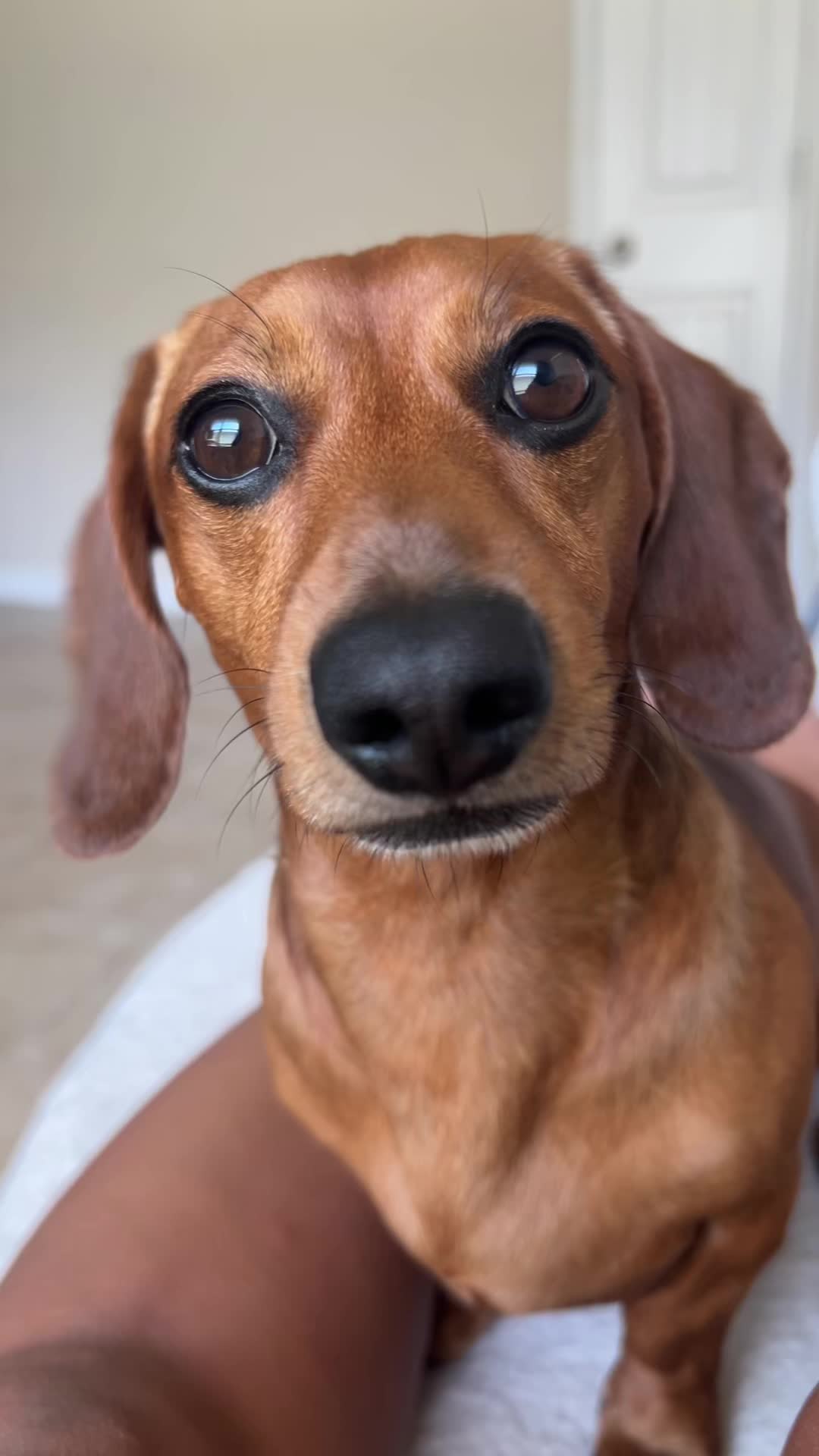 @Slinky Severus-Doo