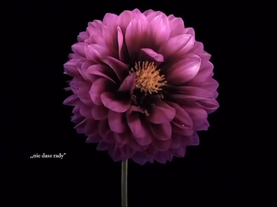@๐๐๐ผ
