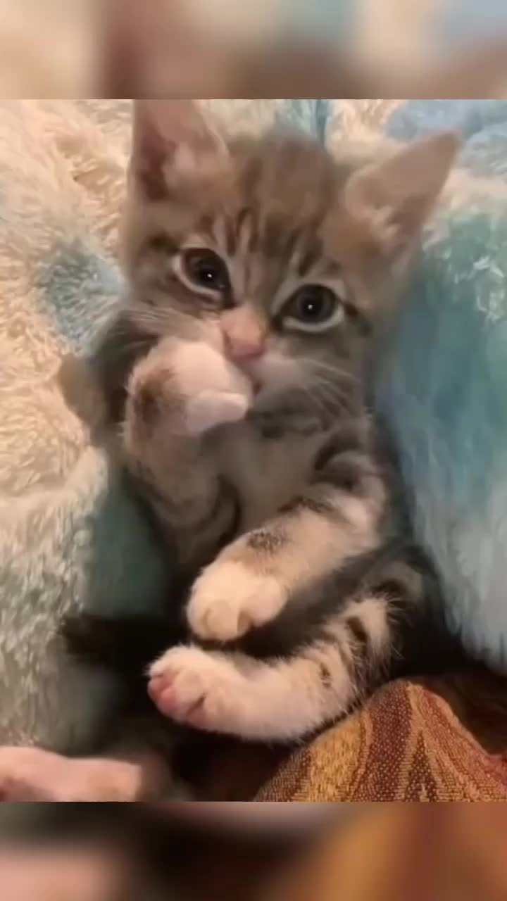 @Kitty Meow