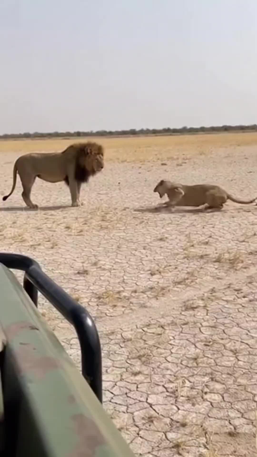 @SafariAnimalsHub
