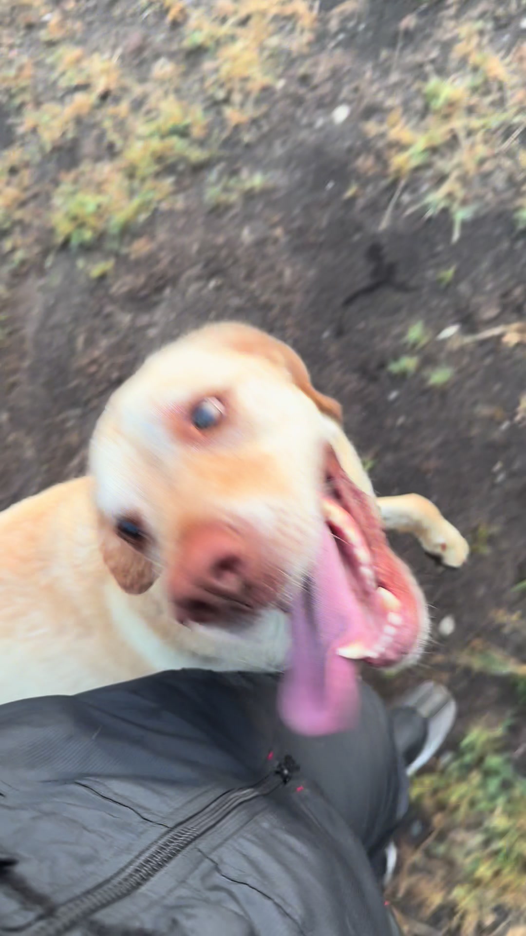 @harzerhunde