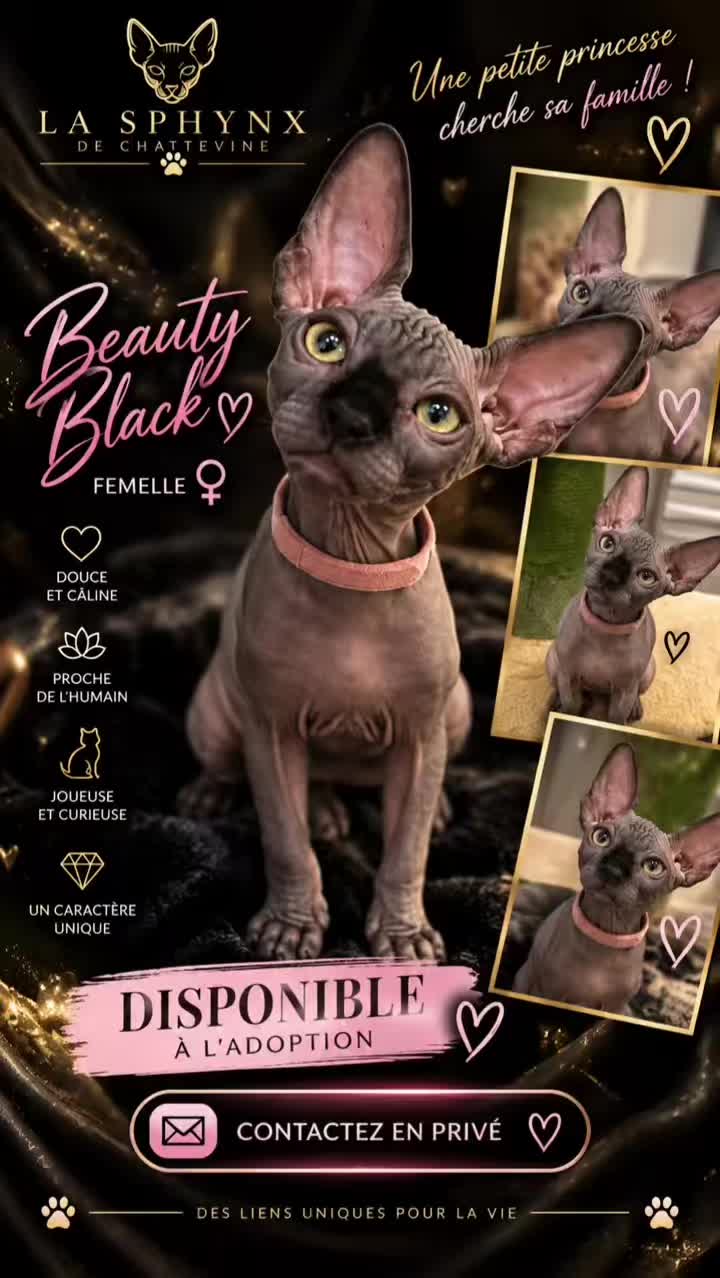 @vanilleetbeerus