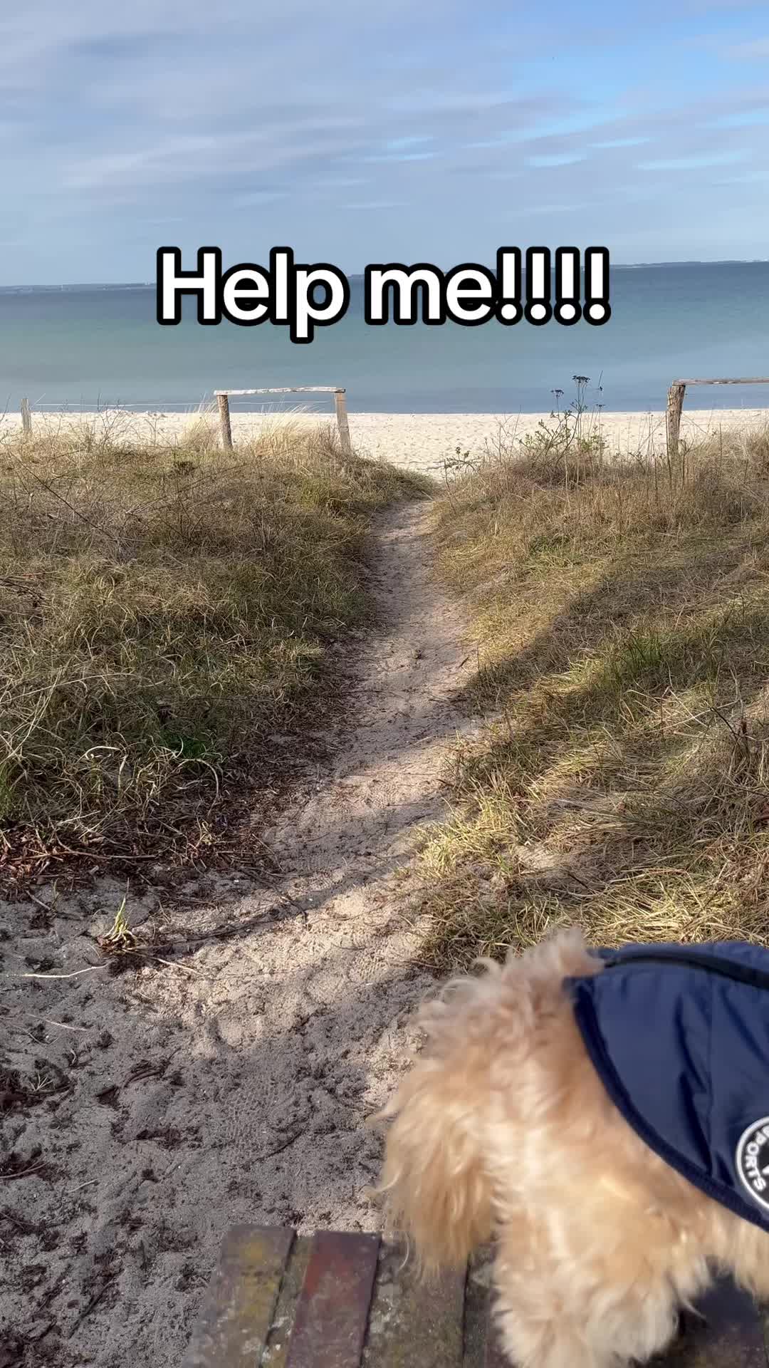 @DogMilow