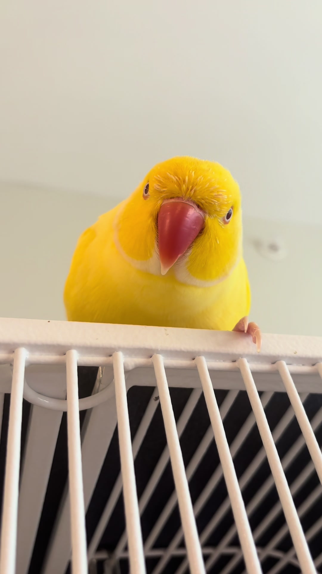 @TWINKIE 🐥