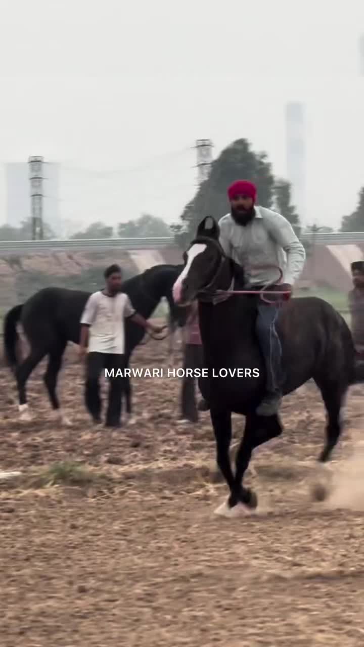 @🏇 MARWARI HORSE RACING 🏇