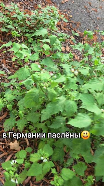 @🐍ВИКондА🐍