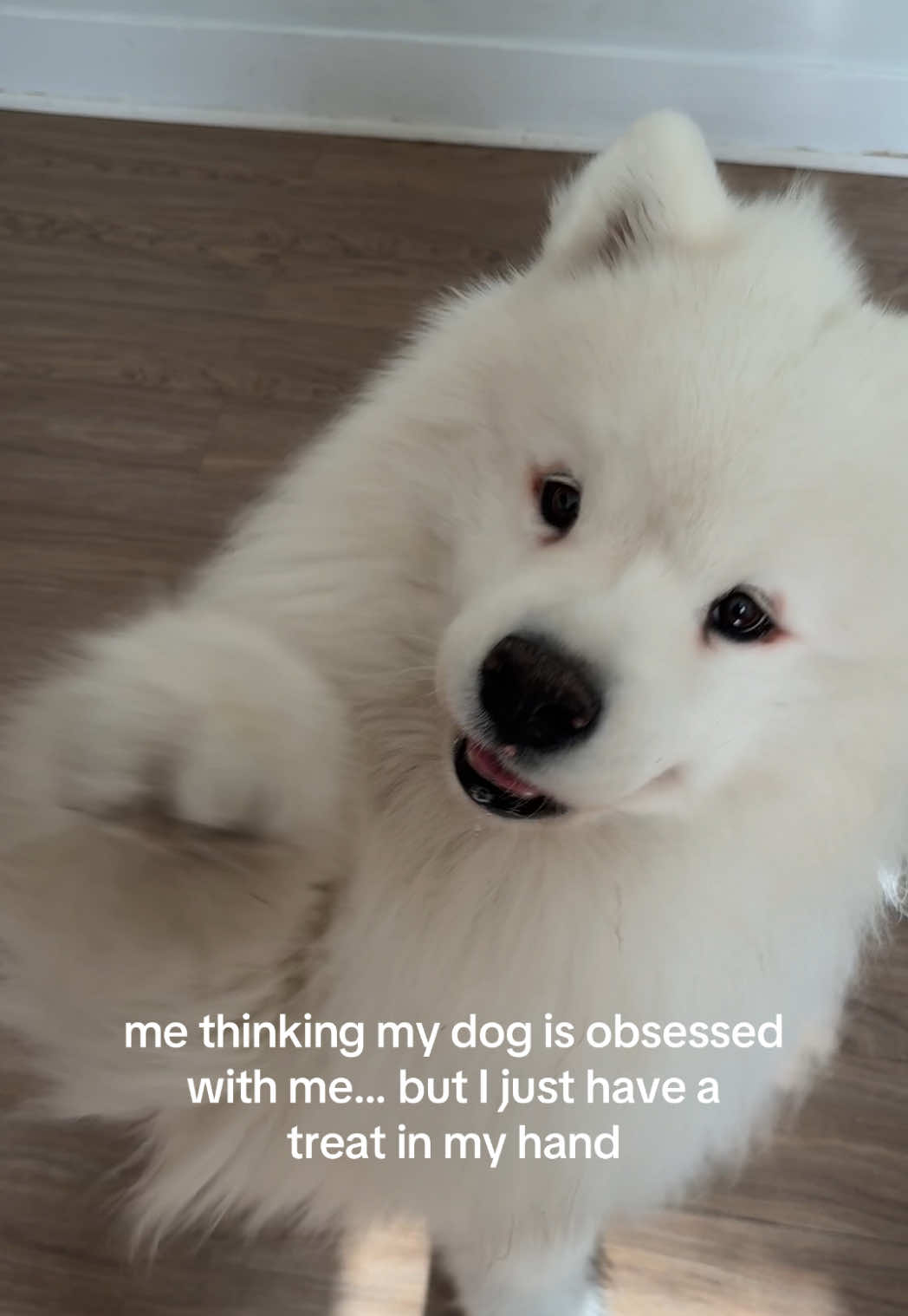 @Biff the Samoyed