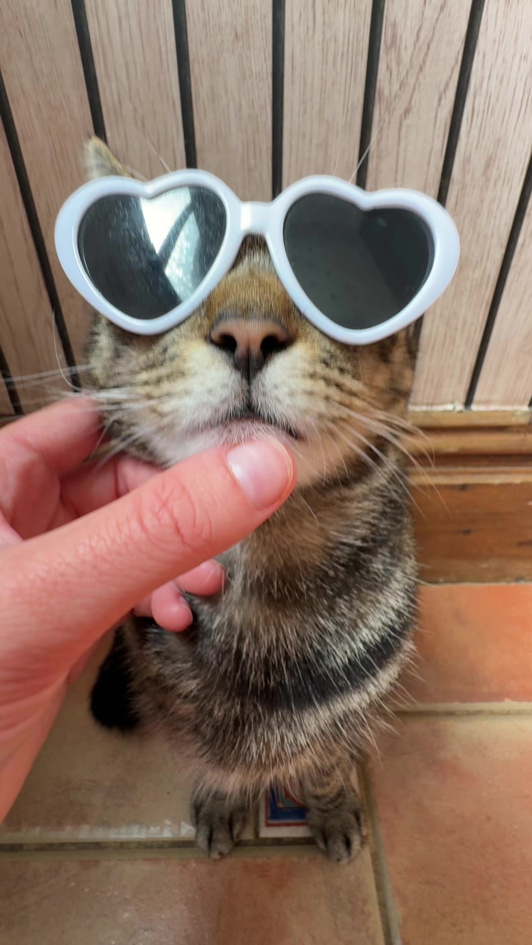 @Mittens