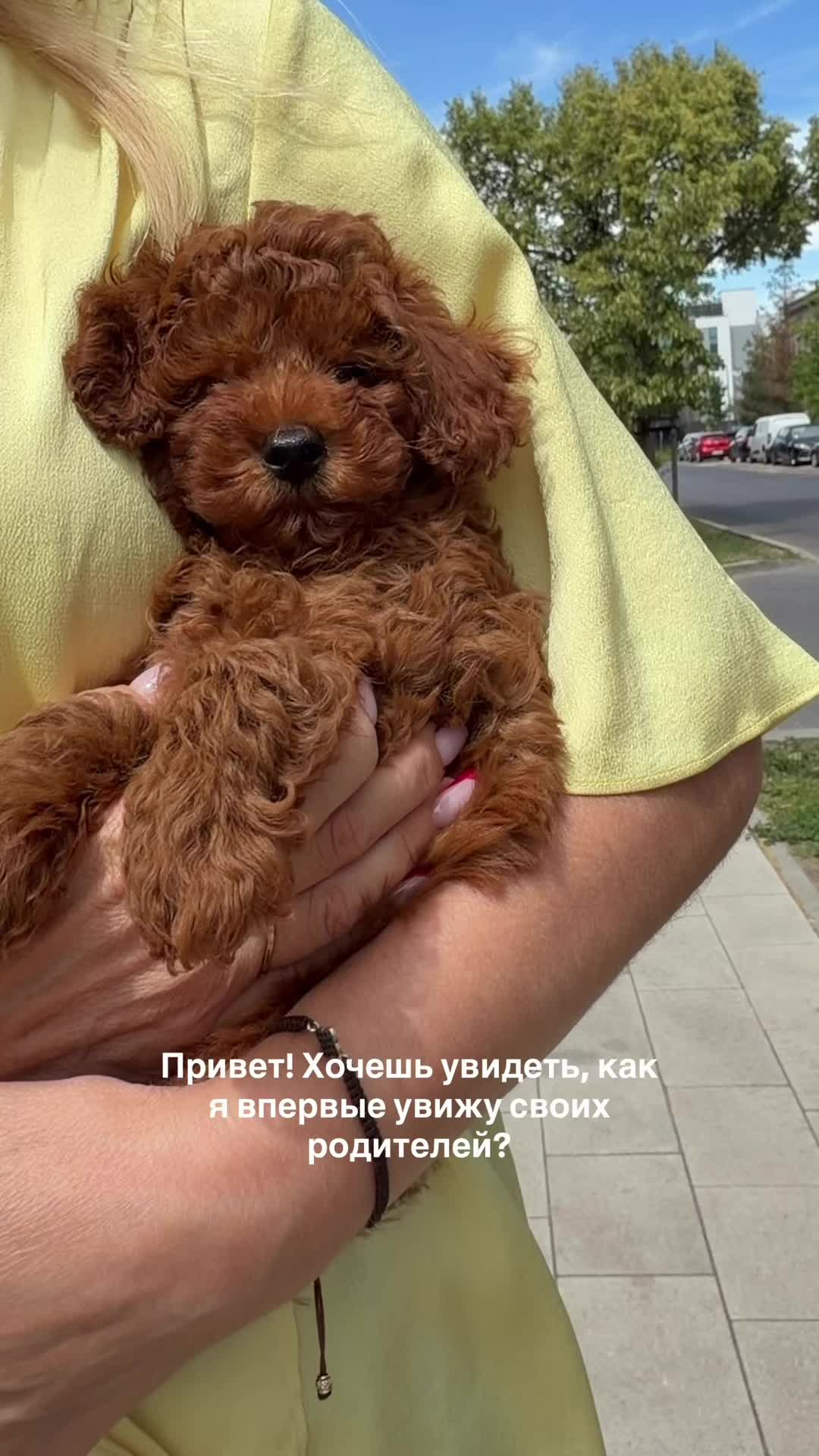@Royalpuppy.world
