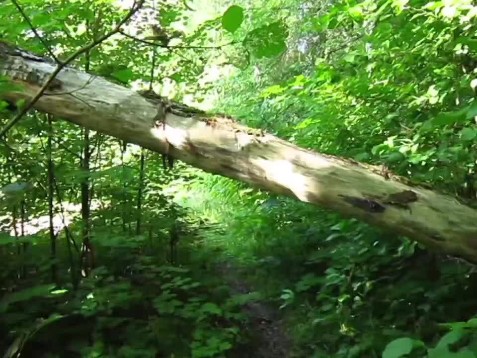 @Туманная поляна