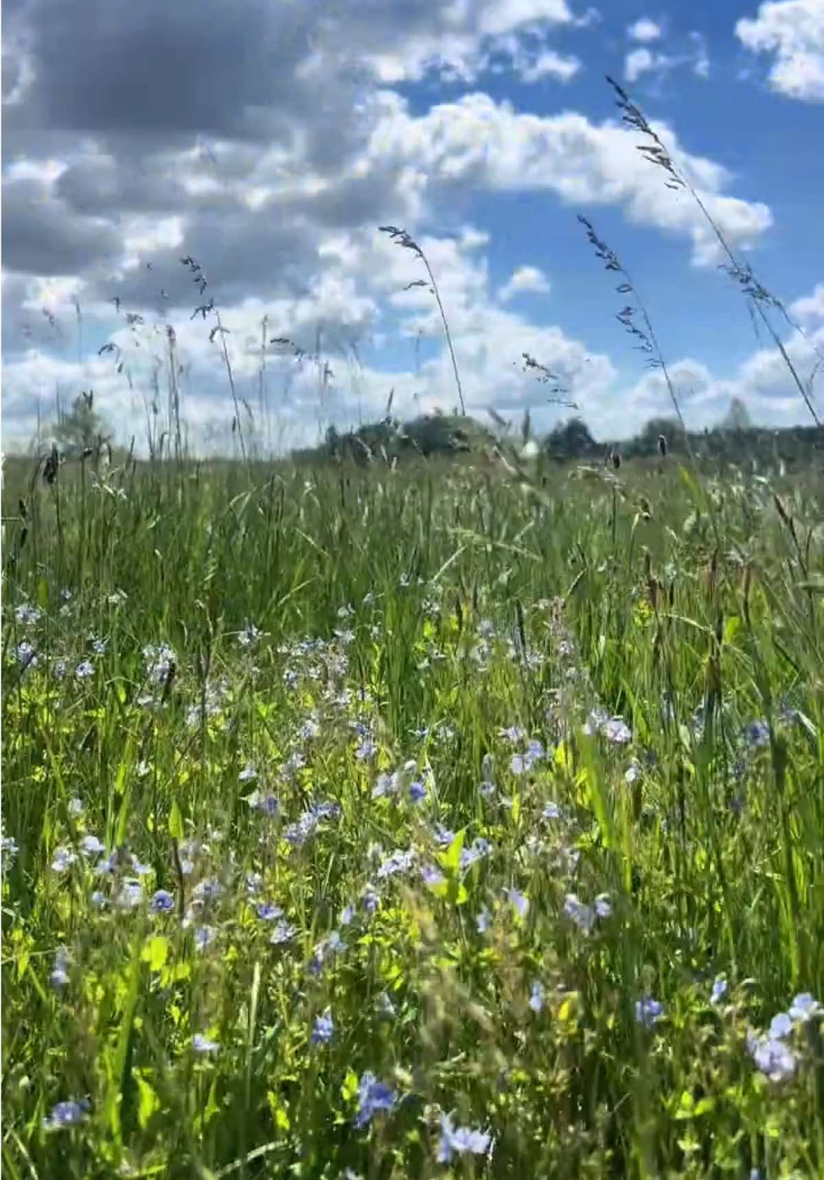 @trailfairy