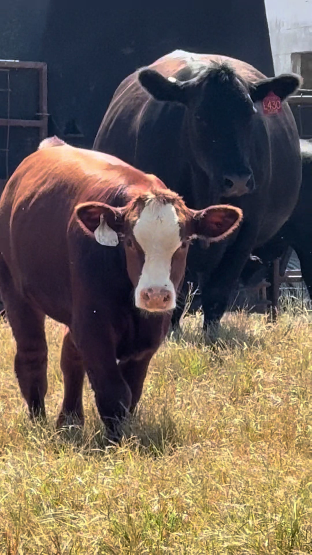 @Massey Land & Cattle