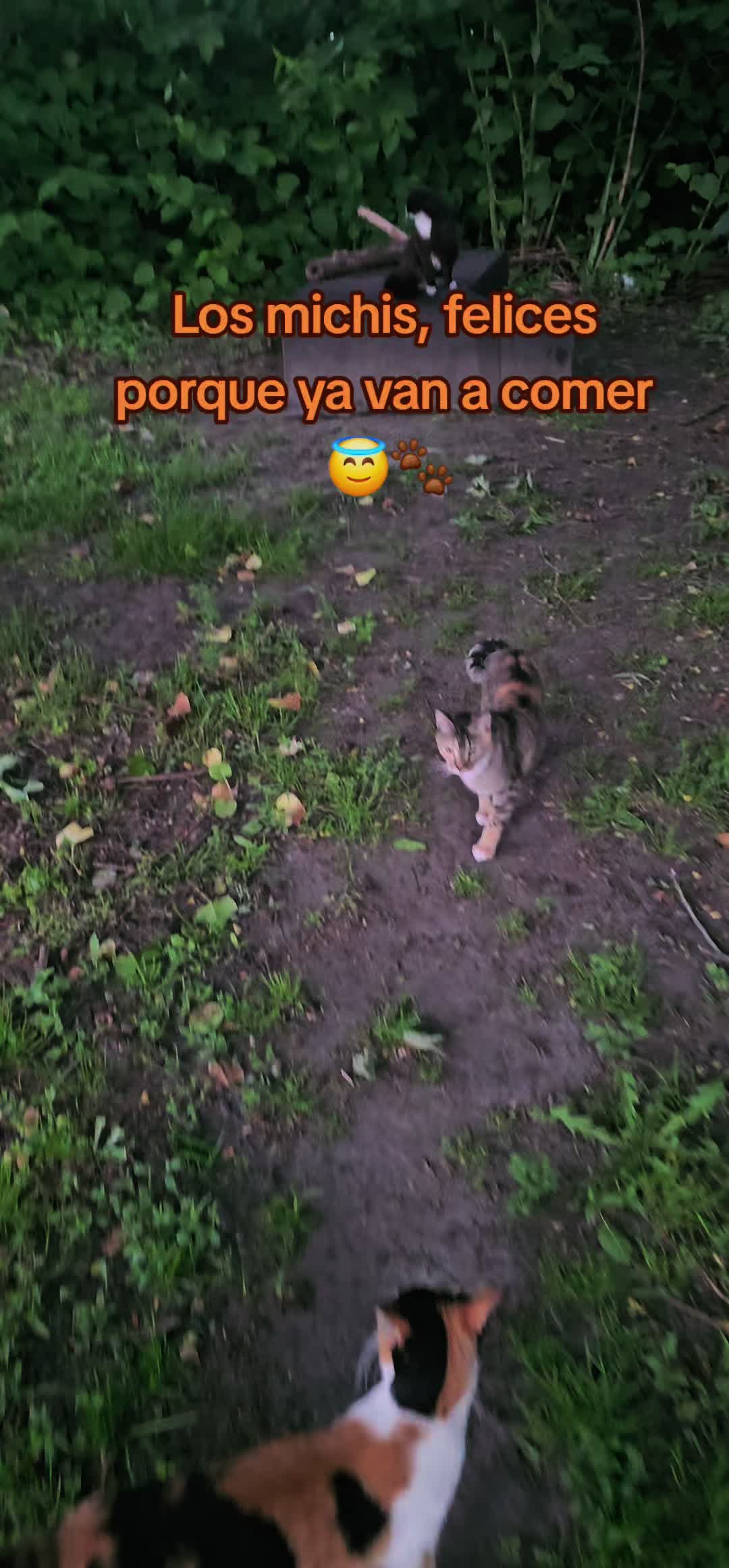 @🇲🇽Guli.Carrada 🐈&zwj;⬛