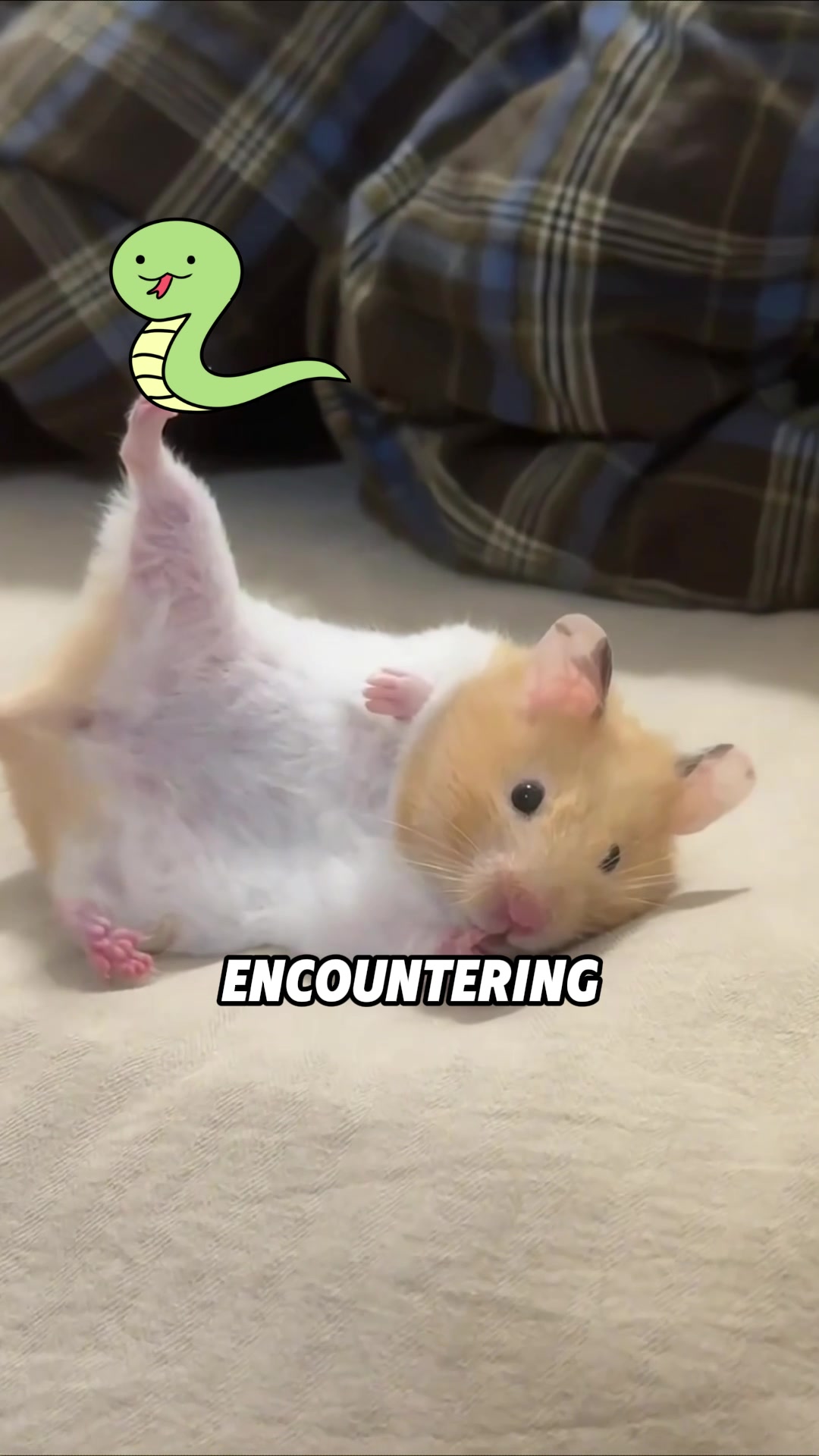 @ZoomieZoo