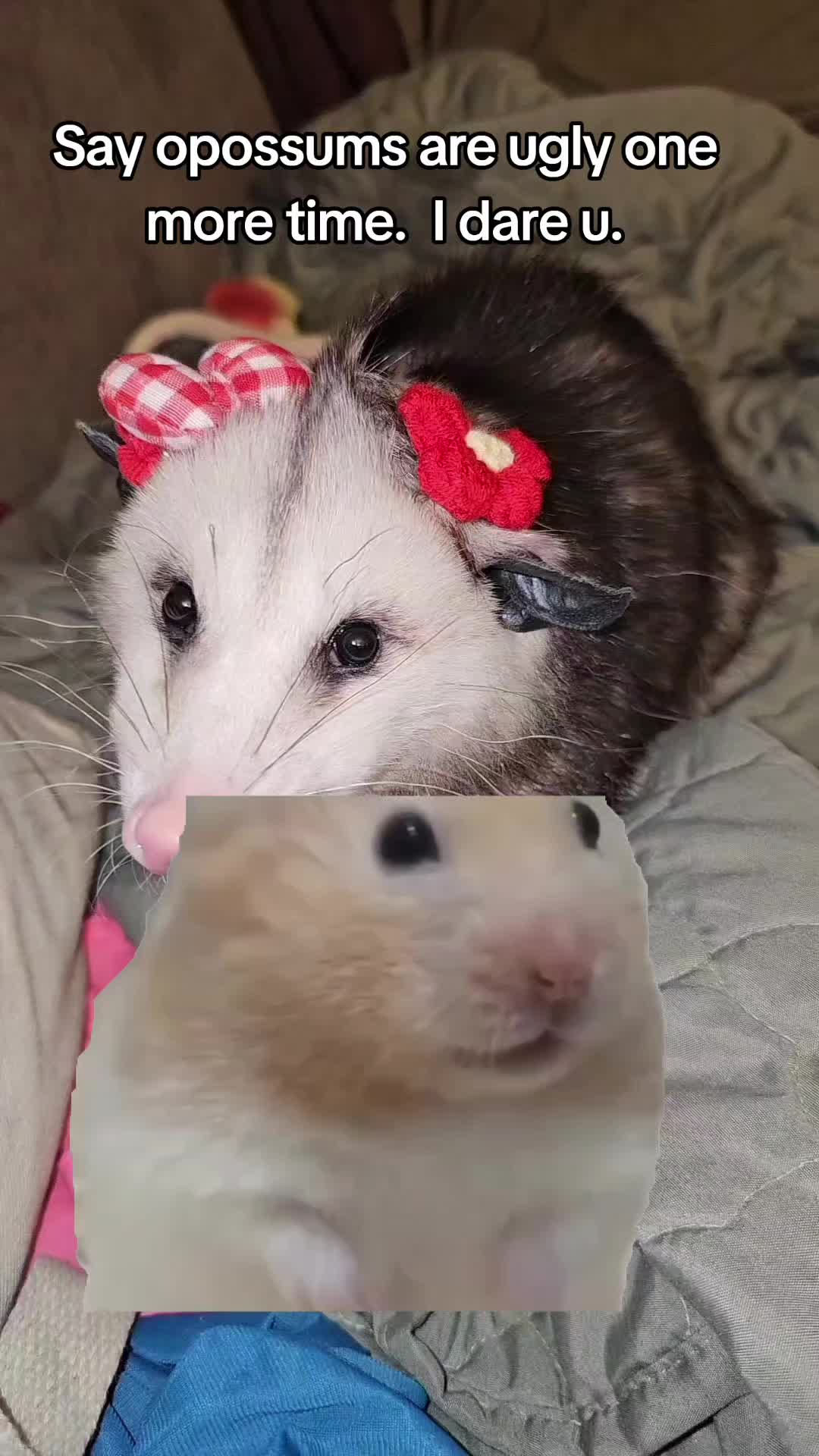 @OPOSSUMDAWGMOM