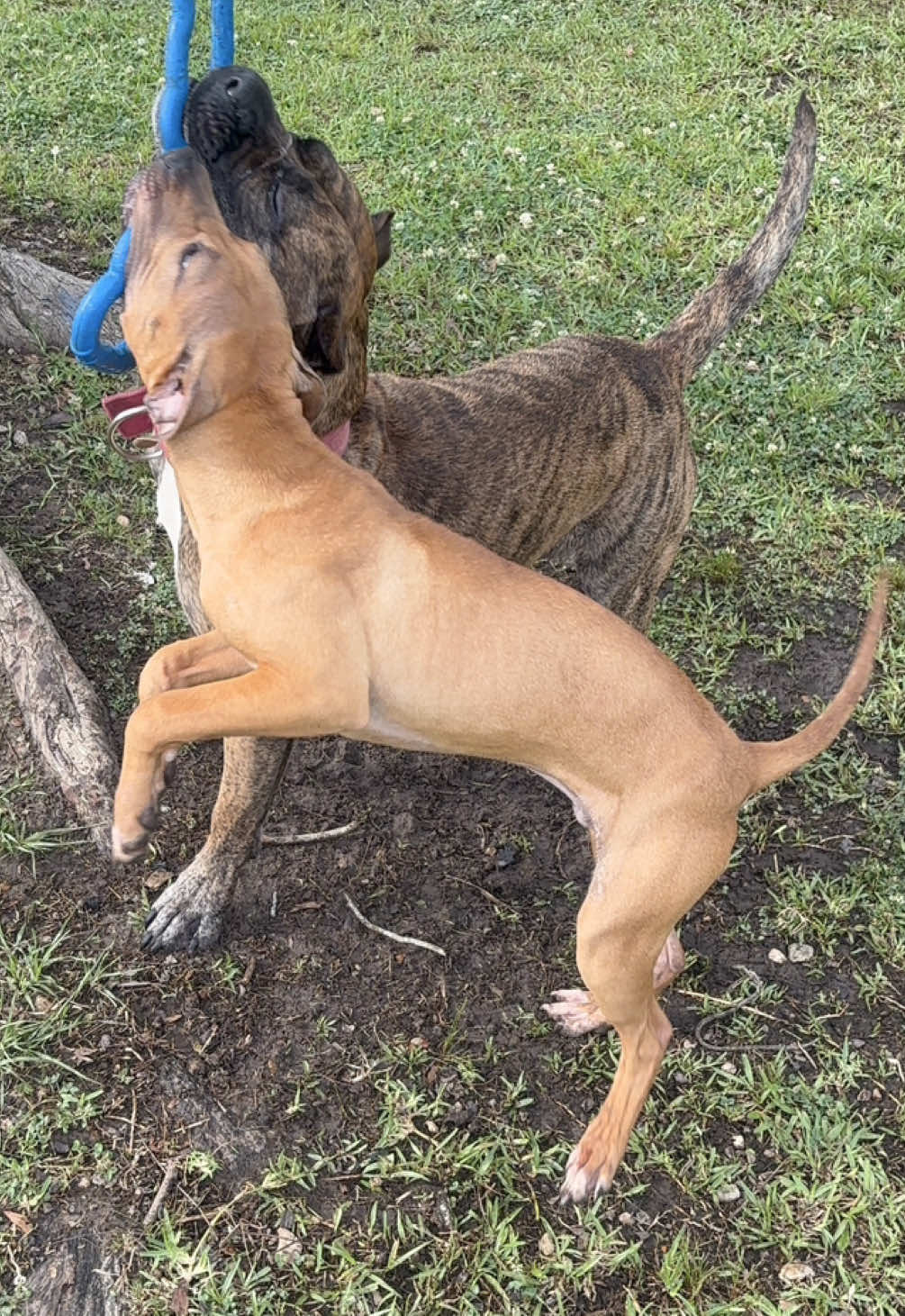 @KVNG KENNELS