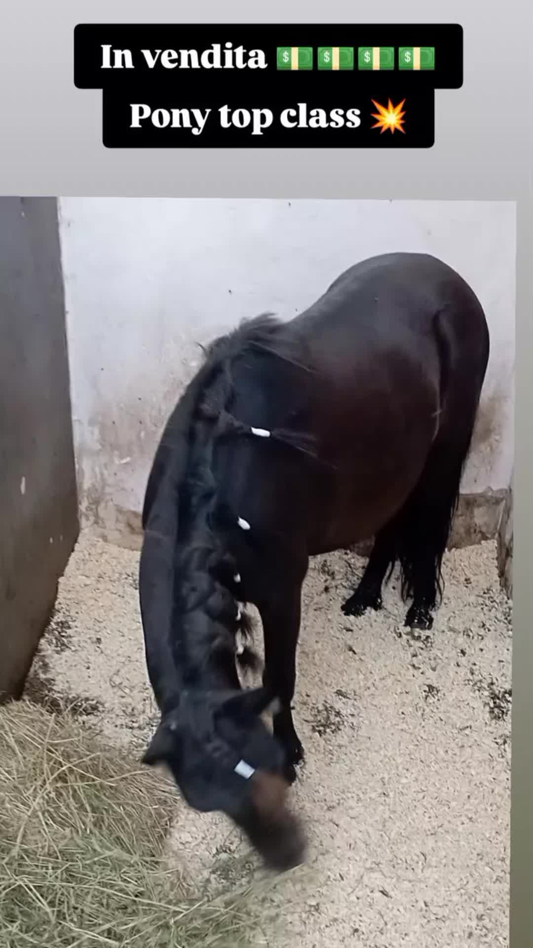 @pony show 🇮🇹🥇