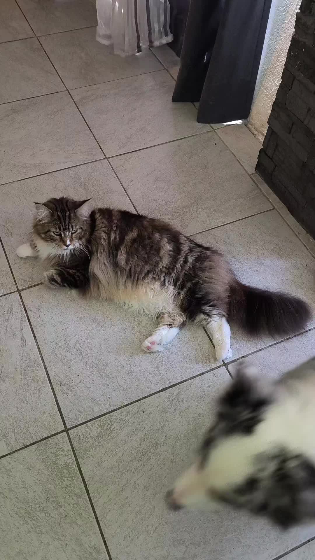 @TiTi.l'amour.des.animaux 🎙️