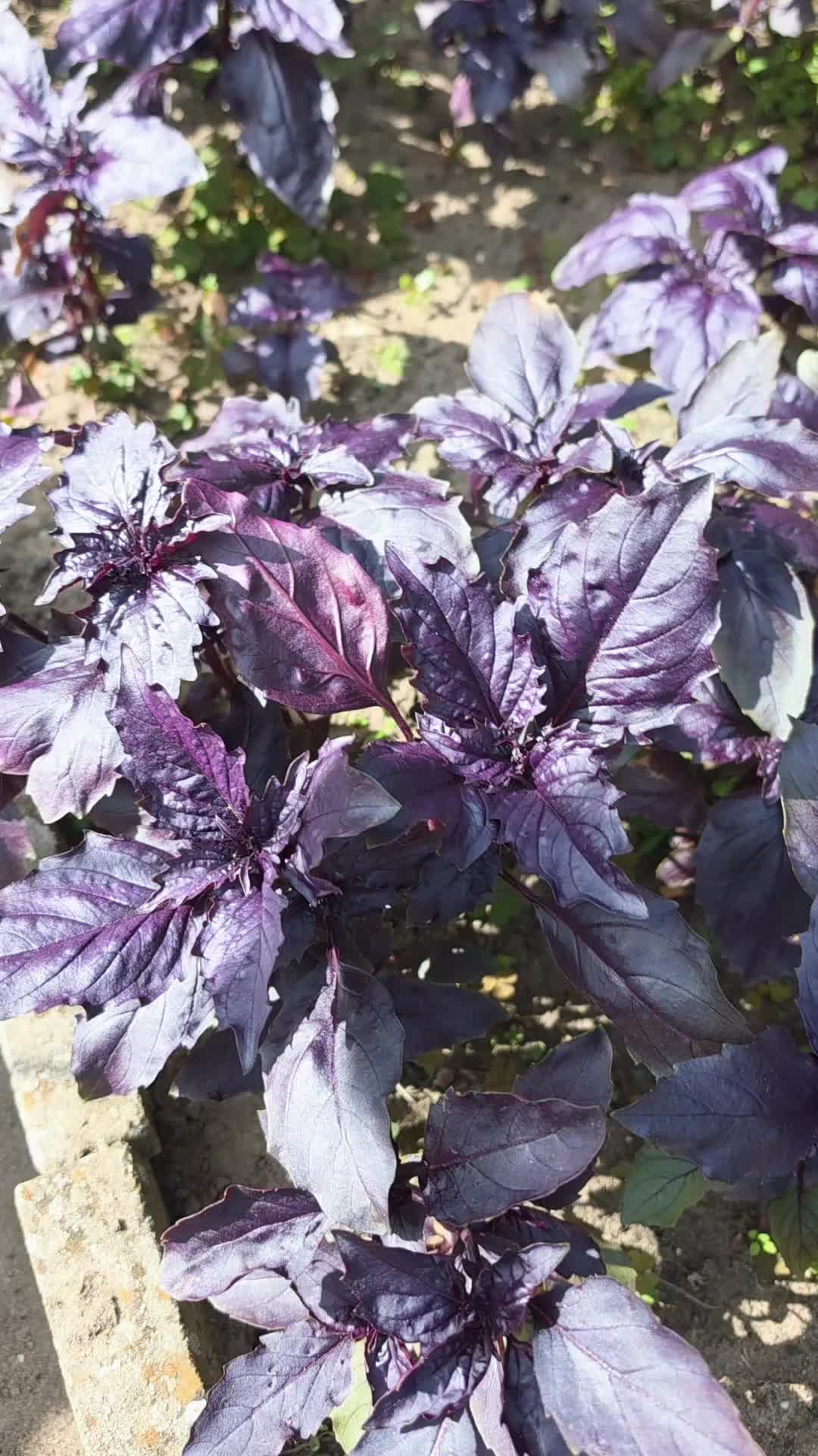 @💜