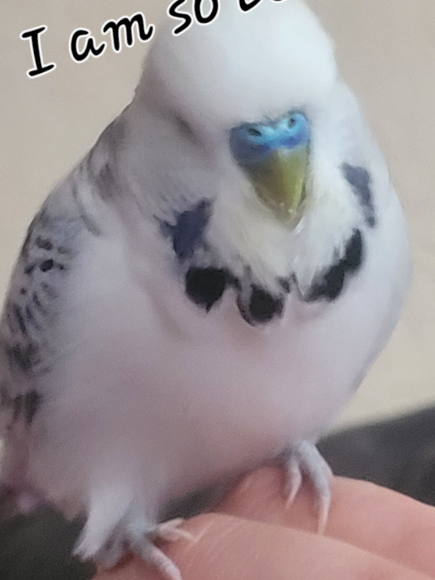 @Taha the Budgie
