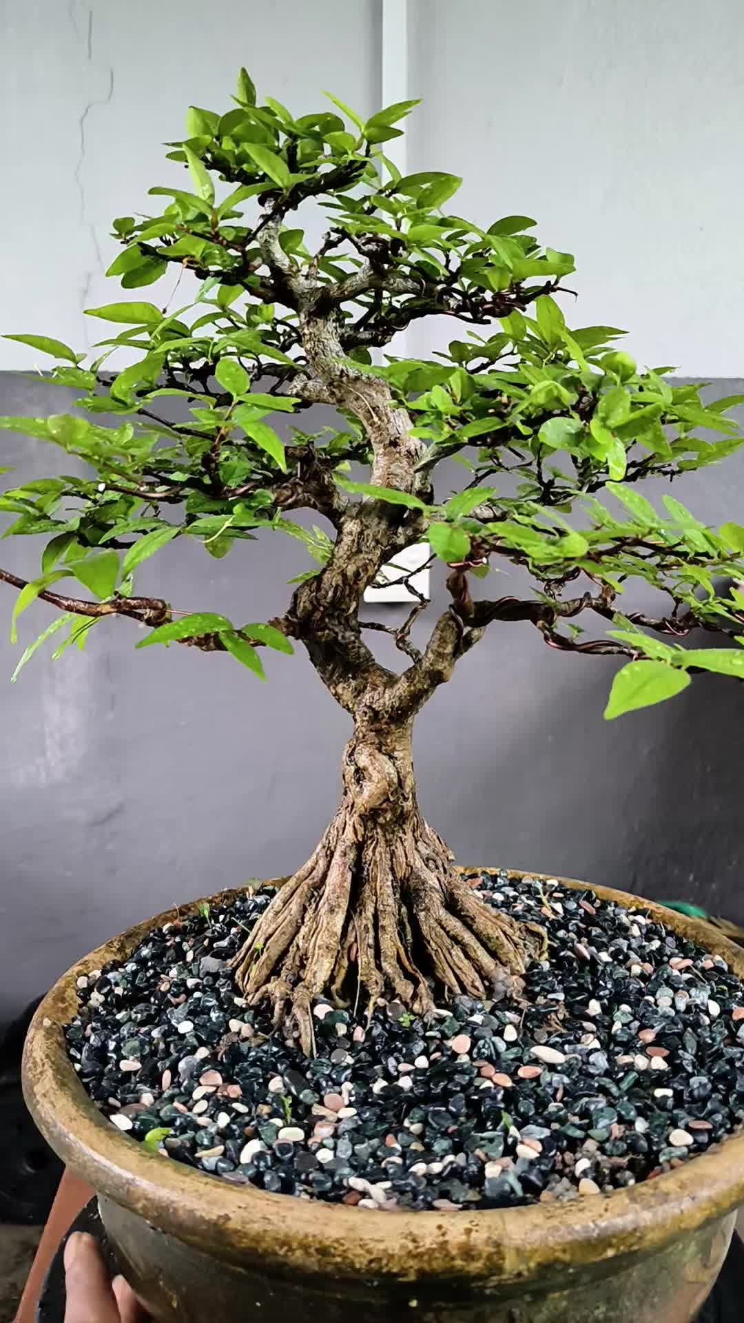 @ONE BONSAI JB