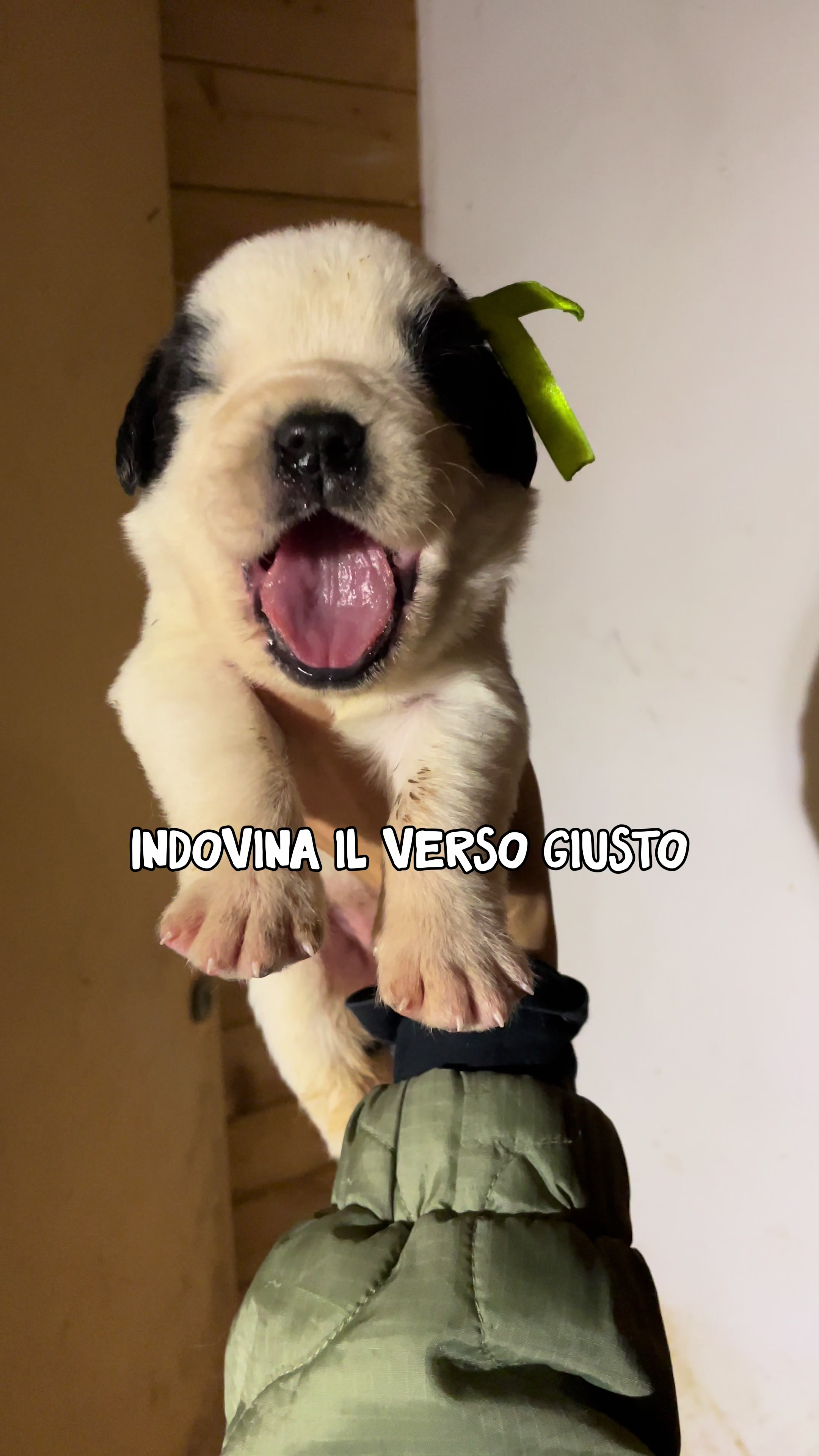 @Allevamento Piccolo Paradiso