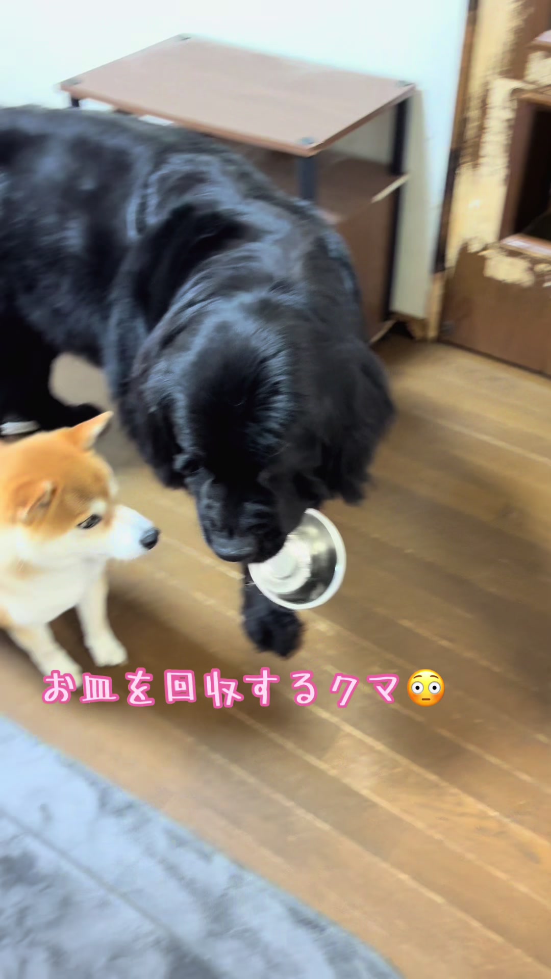 @ムックパパ🔶🐾