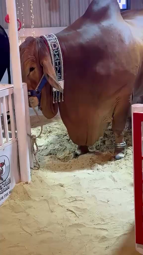@Cow lovers ❤️