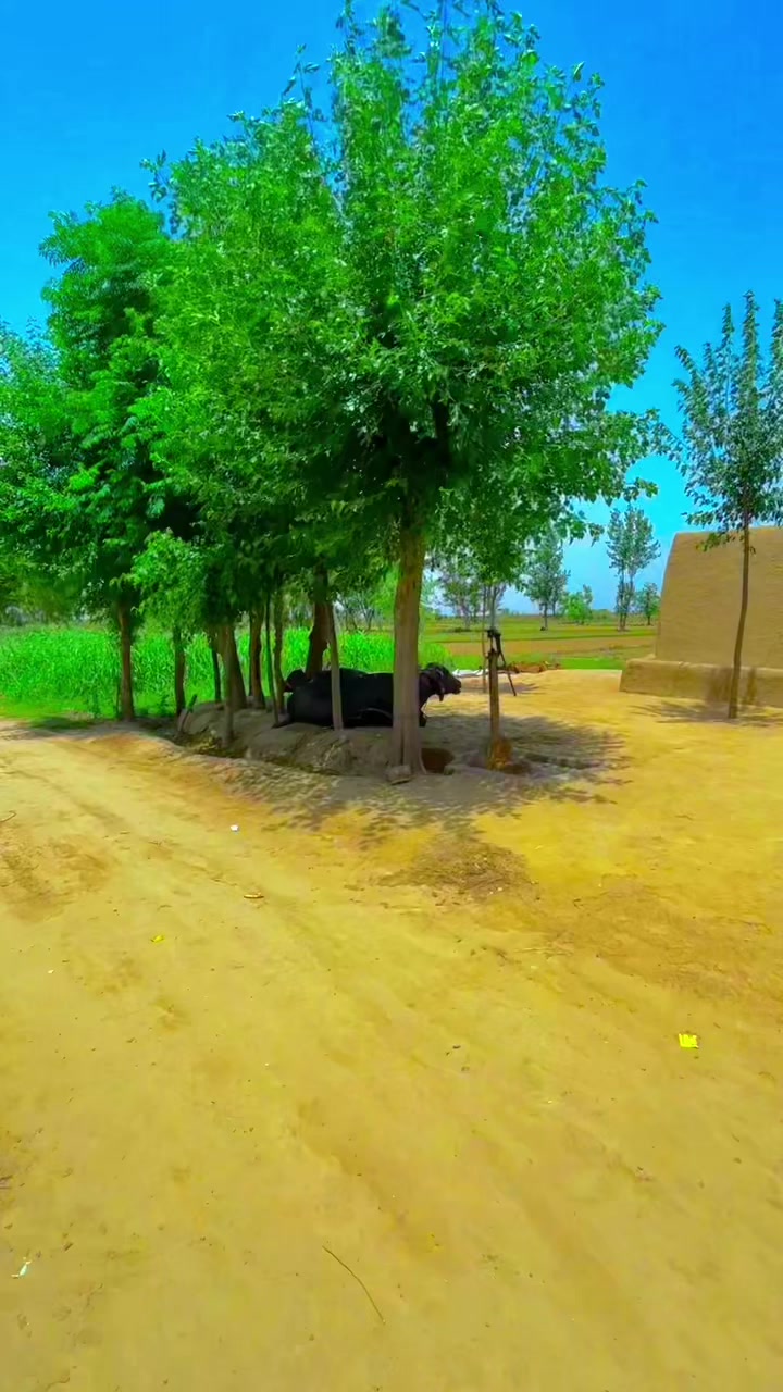 @🌹🌾☘️ پنجابی منڈا 🌸🪴🌹