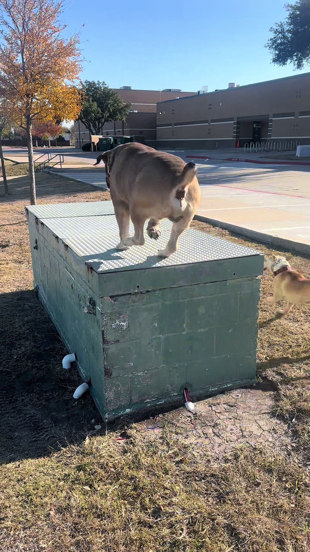 @CommCanine