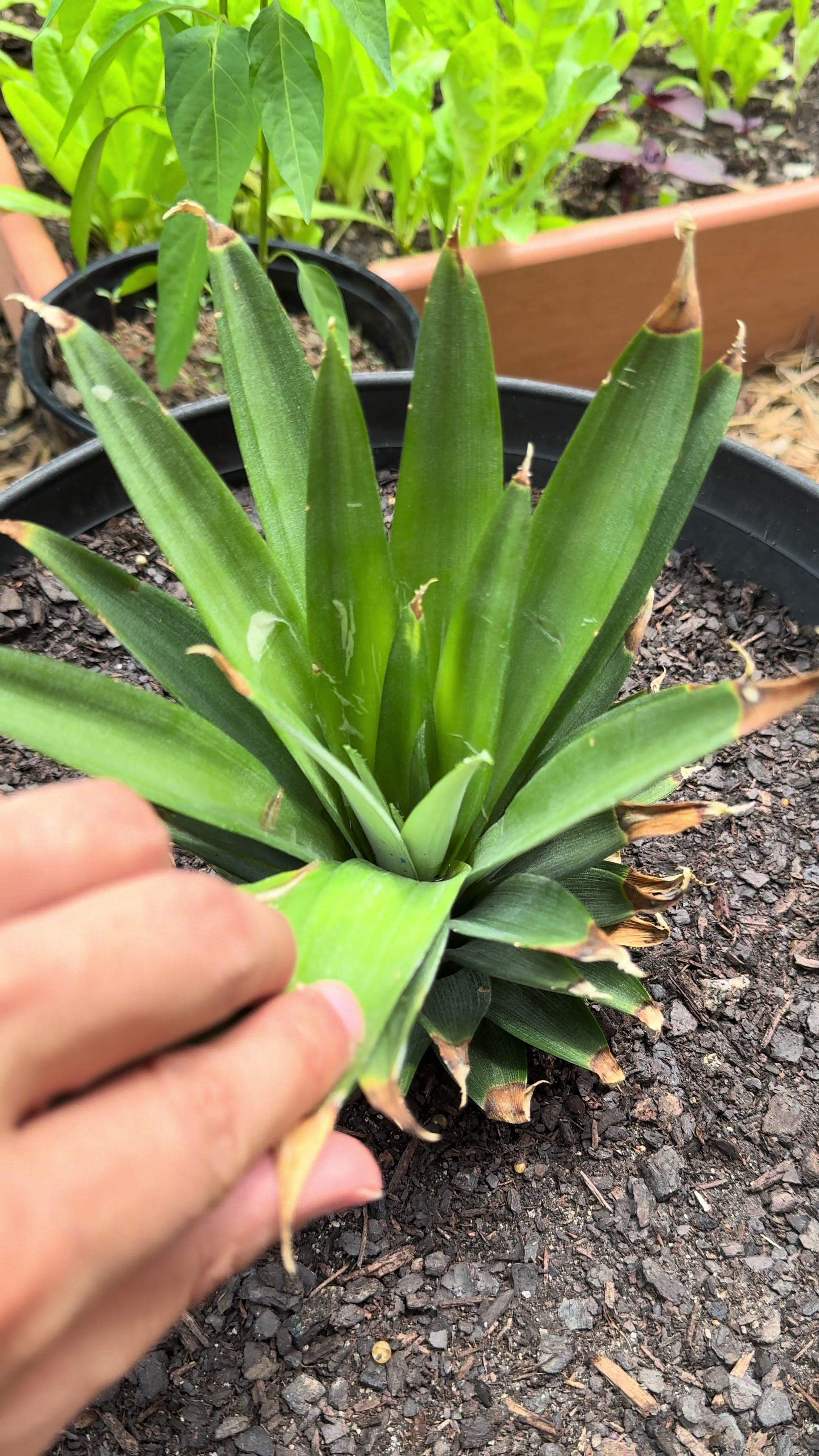 @Buff Gardener