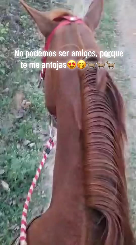 @maya