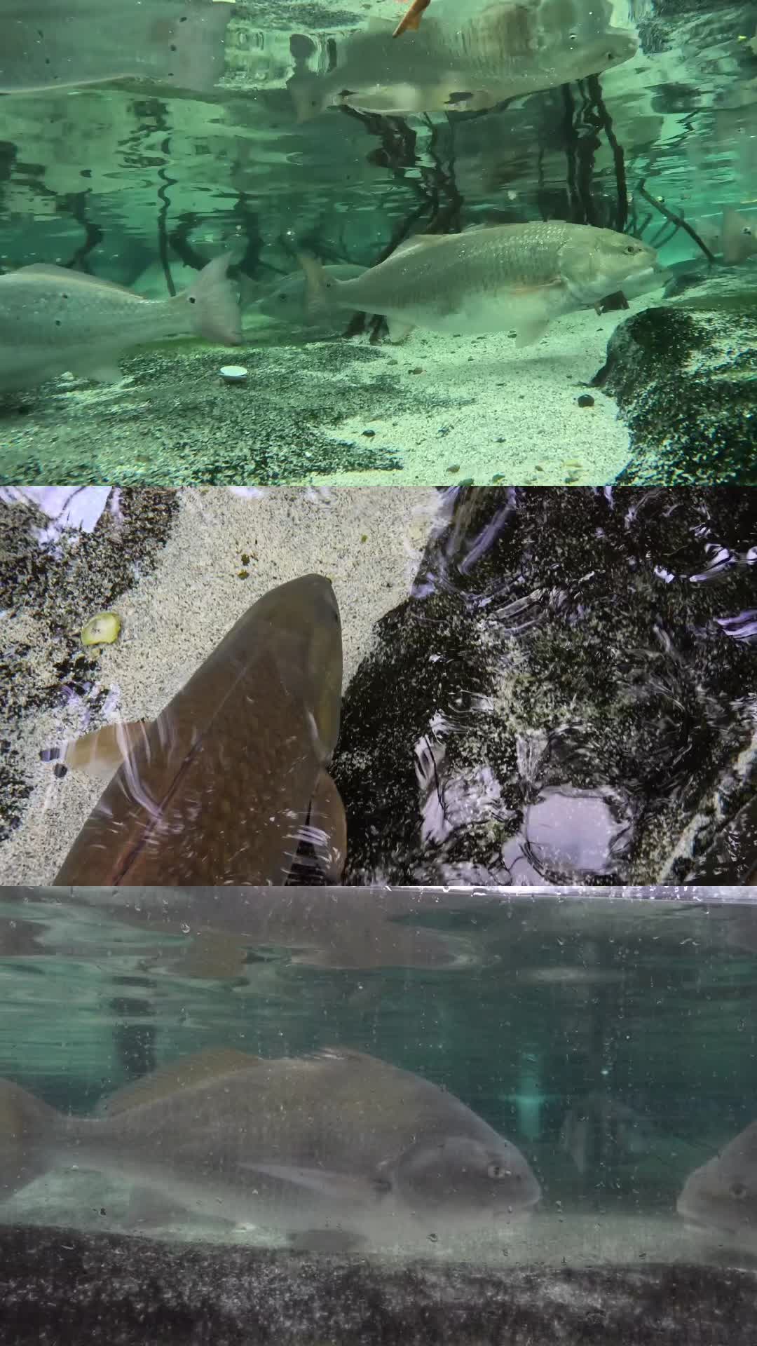 @The Florida Aquarium