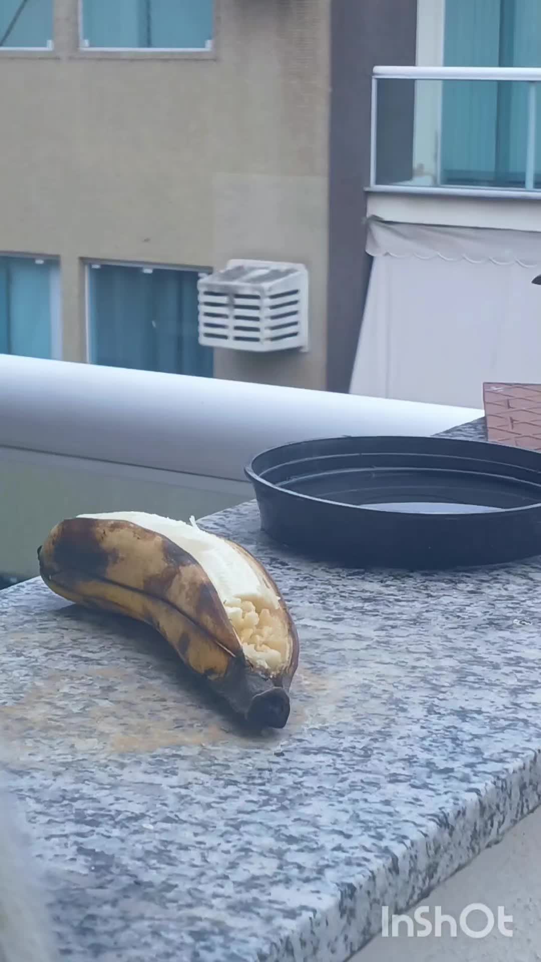 @brunobarbio