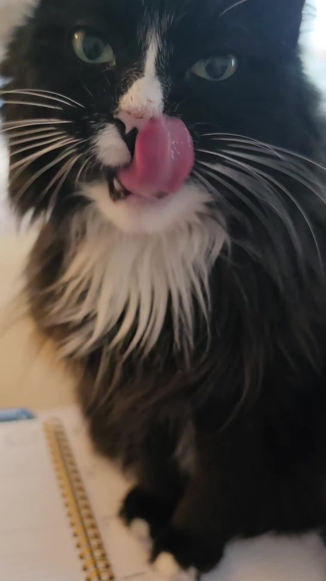 @AtticaTheTuxedoCat