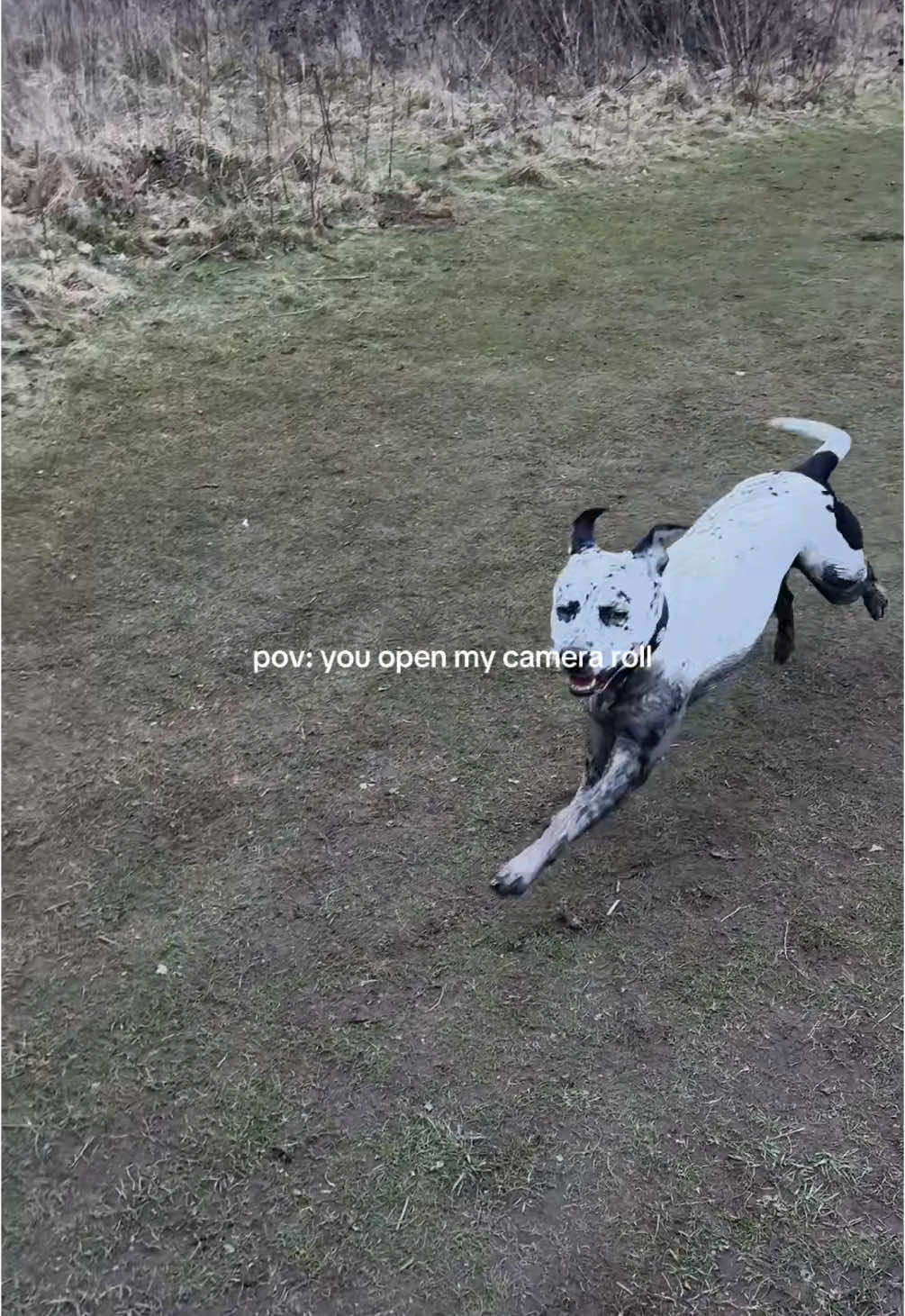@spottybonnie