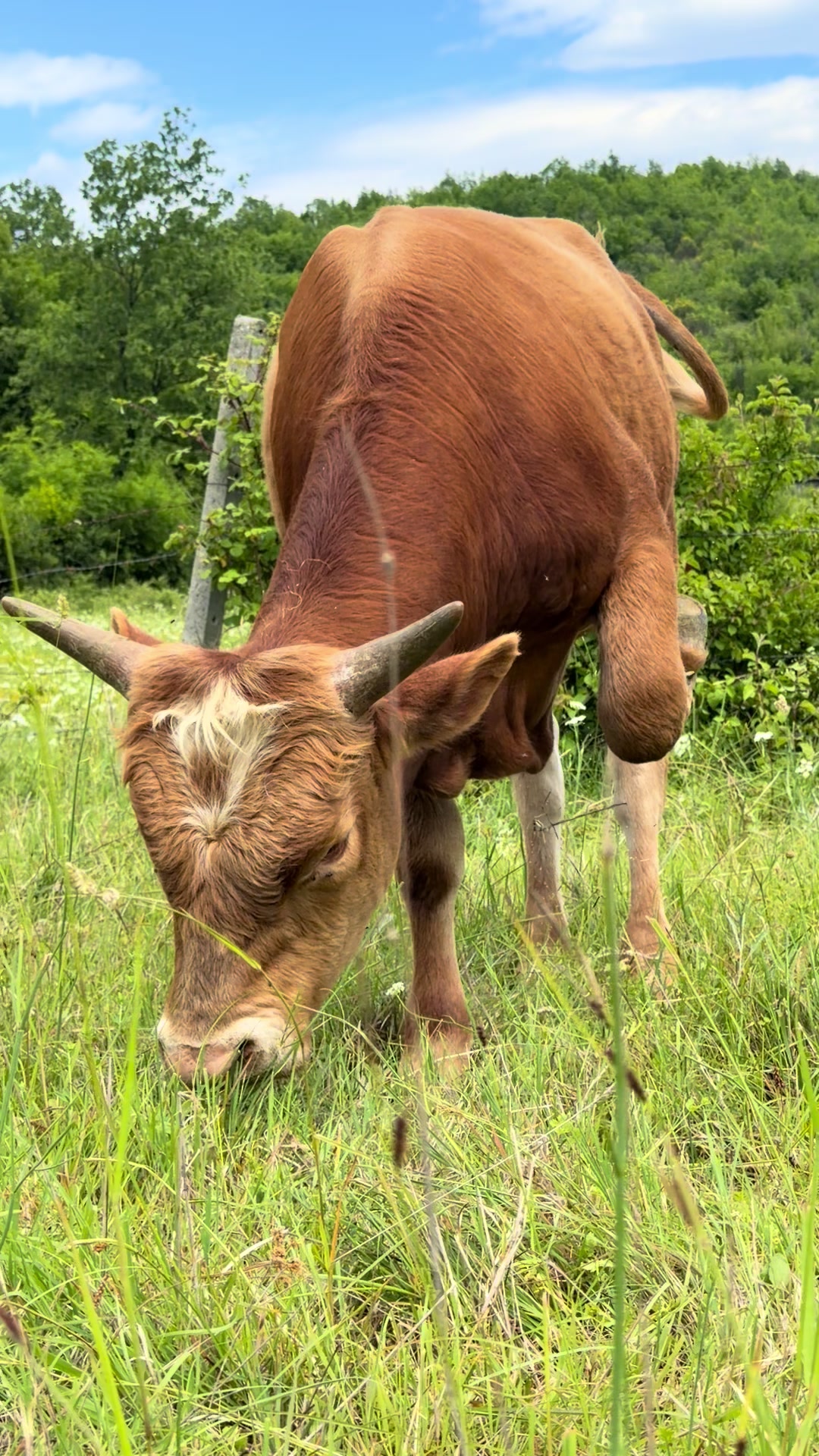 @GurishtaFarm