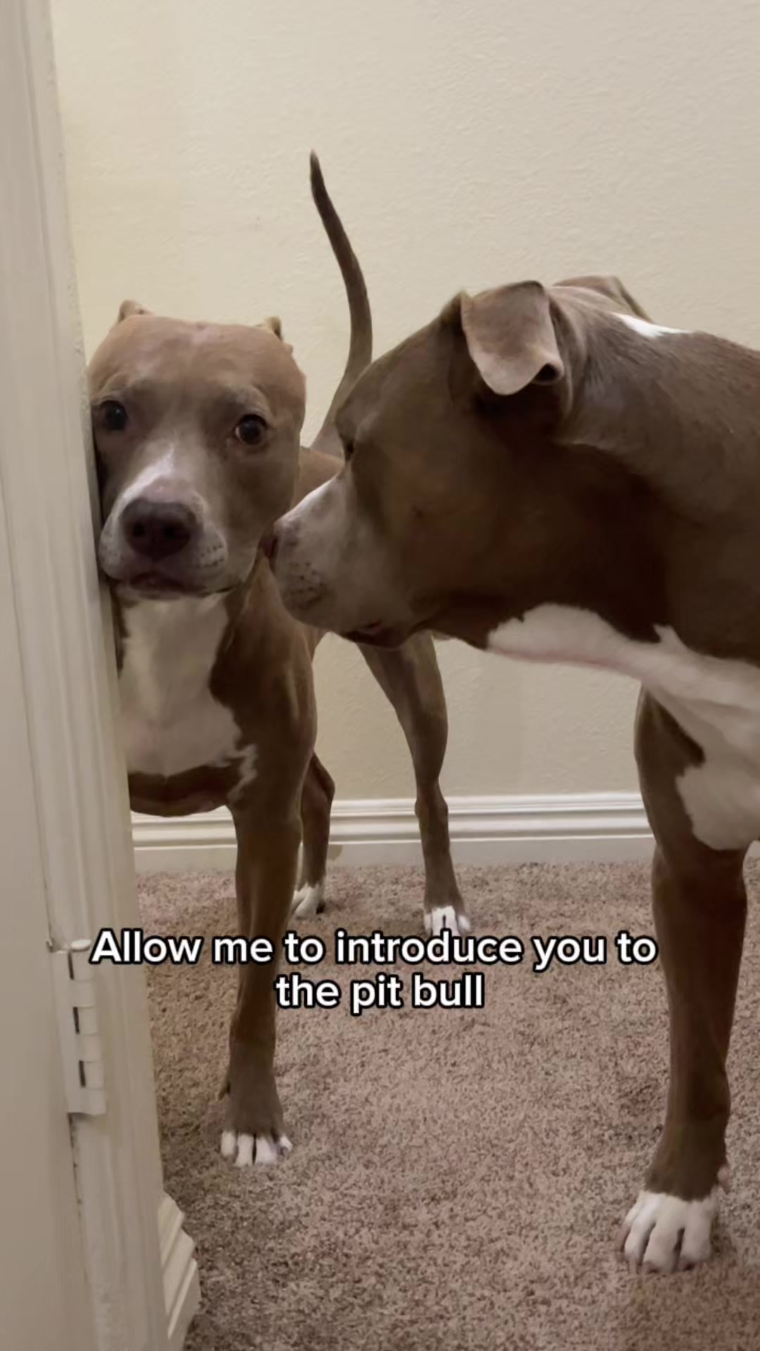 @@knight_thepit