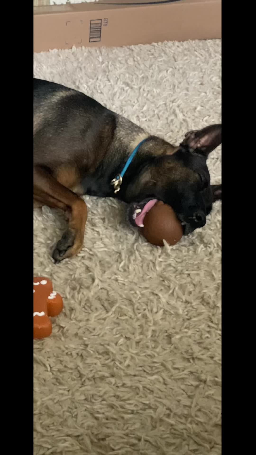 @K9peacekeeper