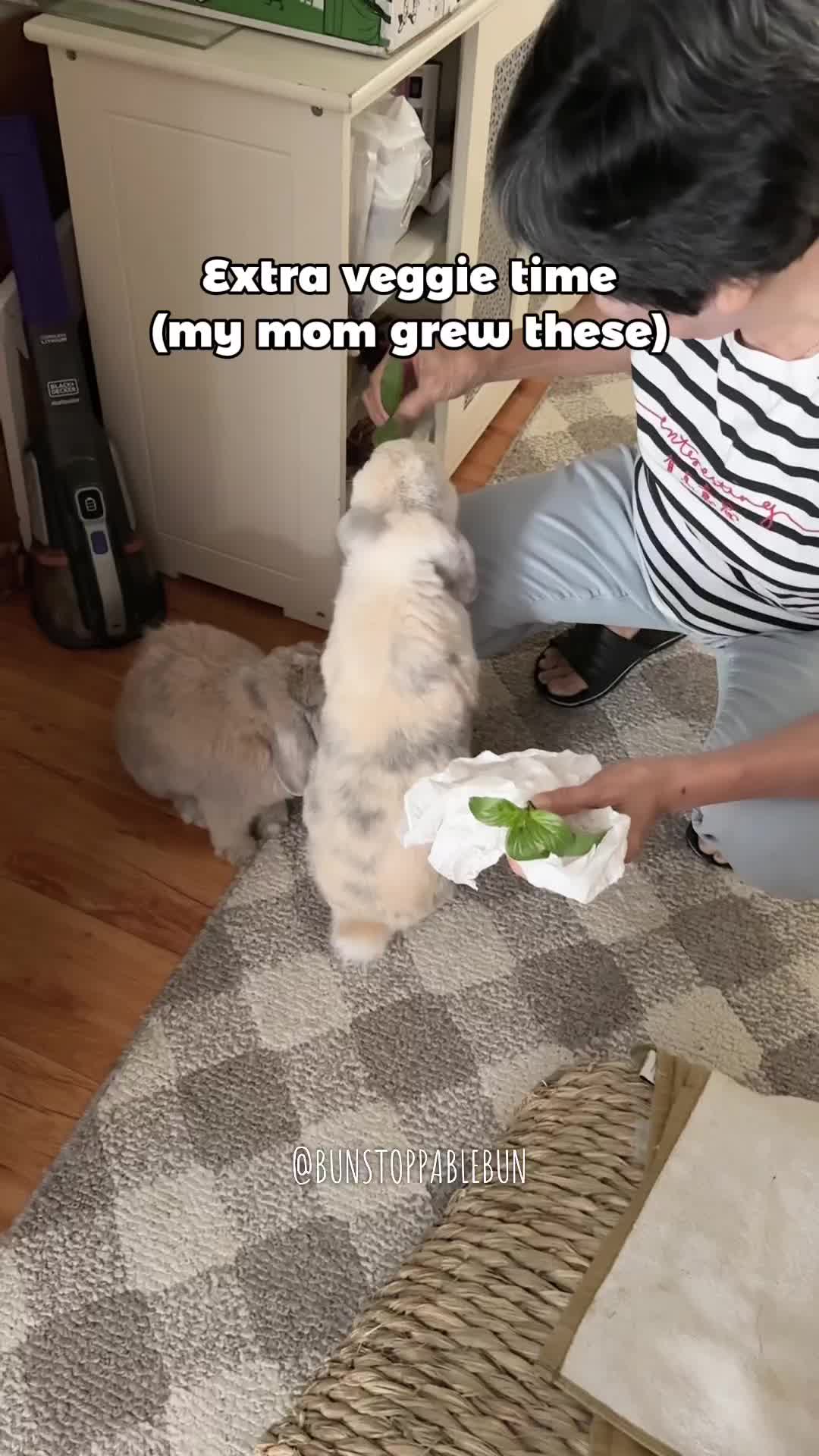 @BunBun, Mochi🌈, Chewy